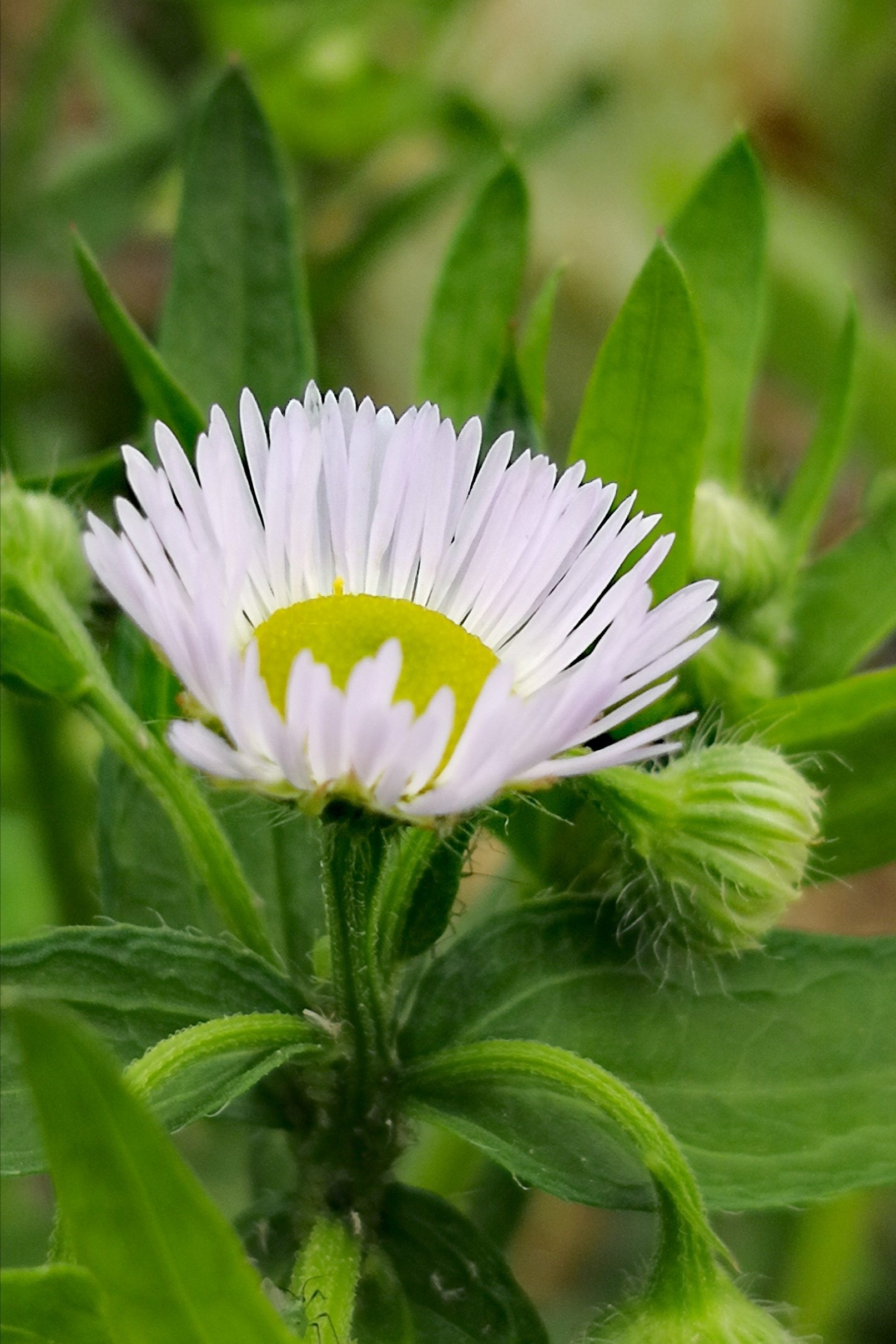 一年蓬摄影原创首发