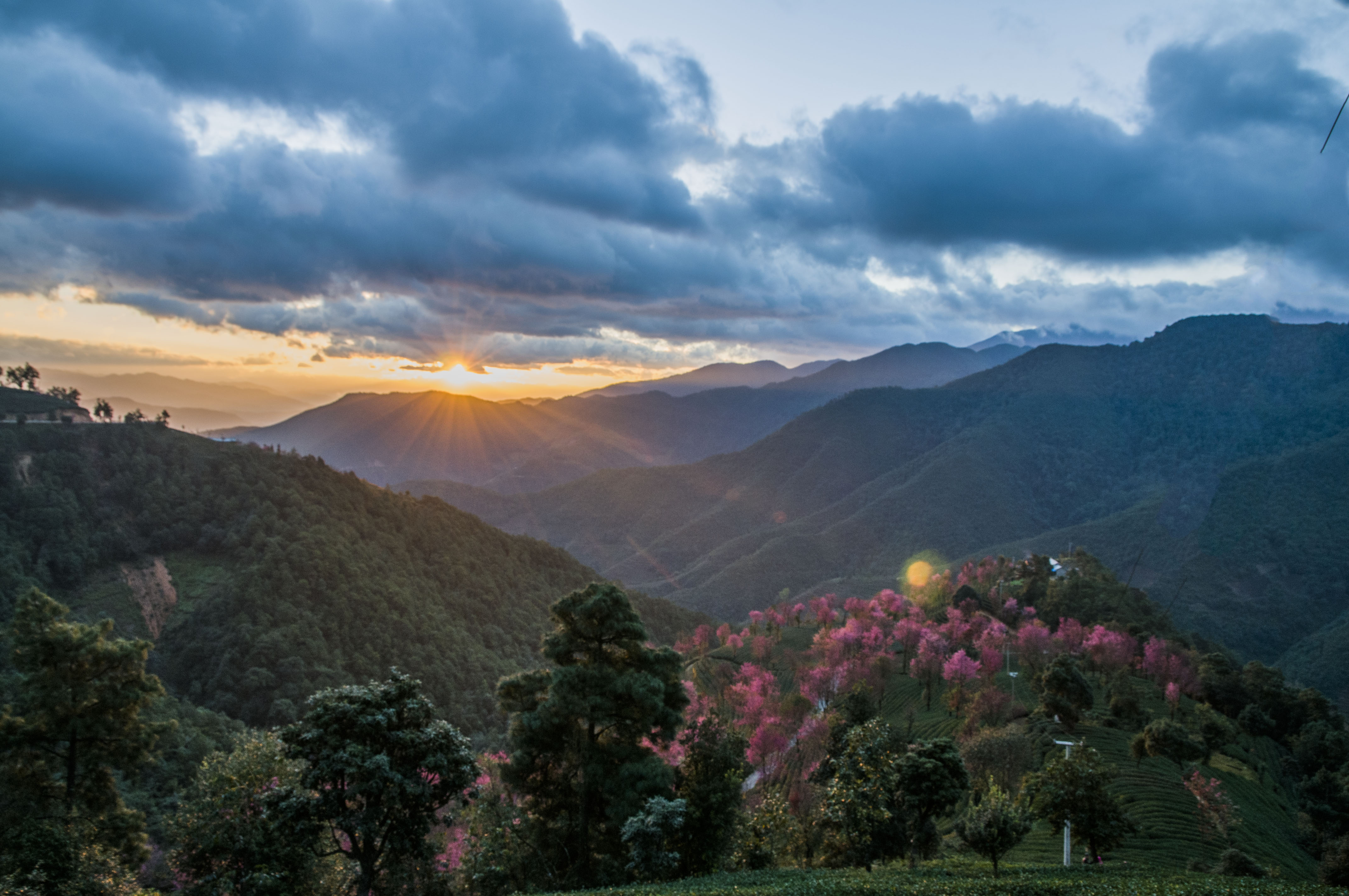 南涧樱花谷光影