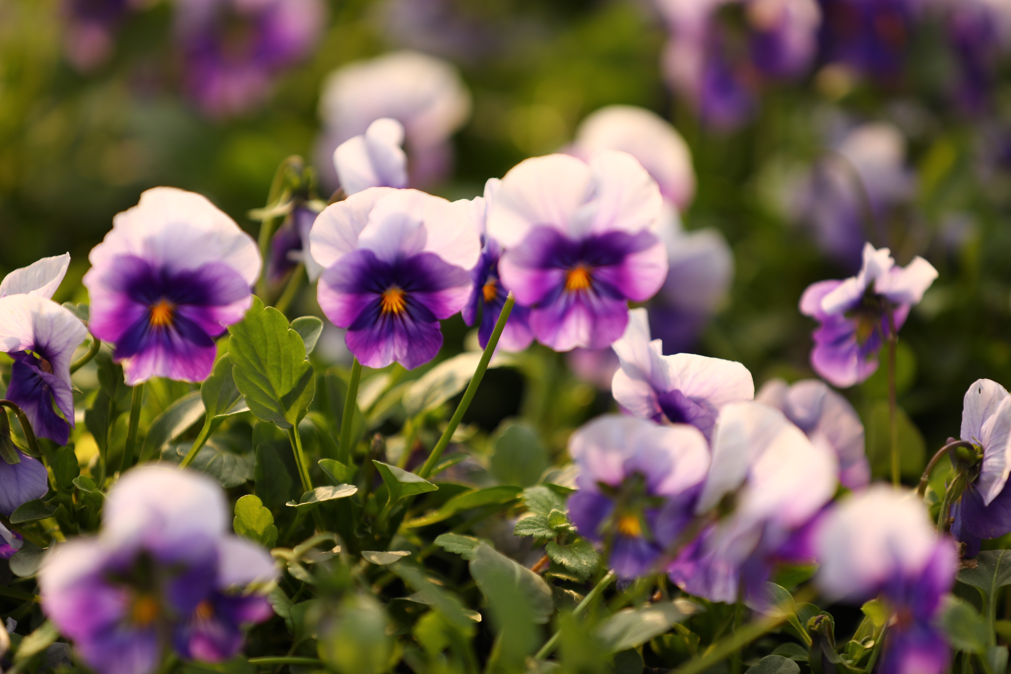 冬季耐寒的角堇花原创首发