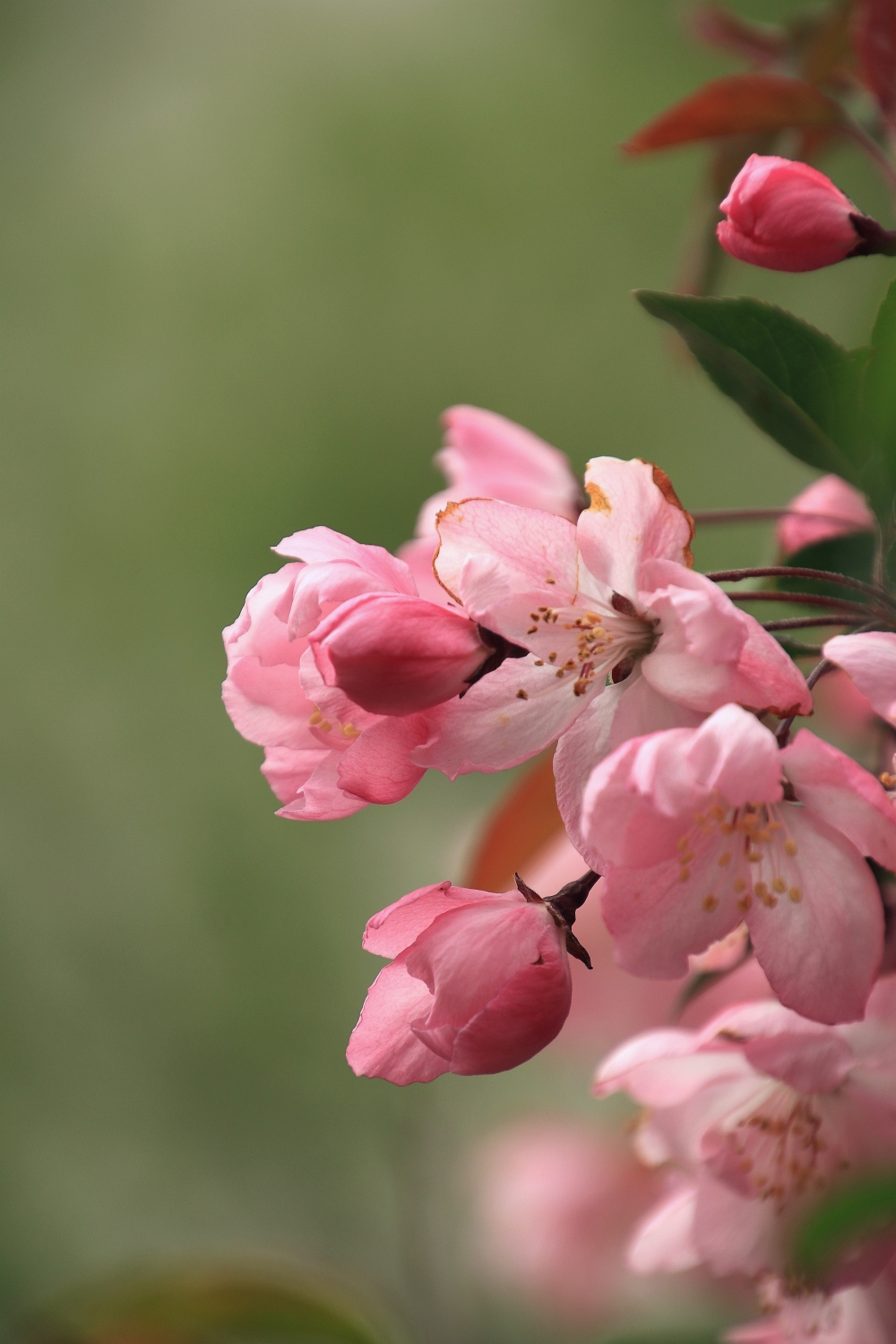 《我的春天又是一年赏花季》海棠不惜胭脂色独立蒙蒙细雨中海棠花篇
