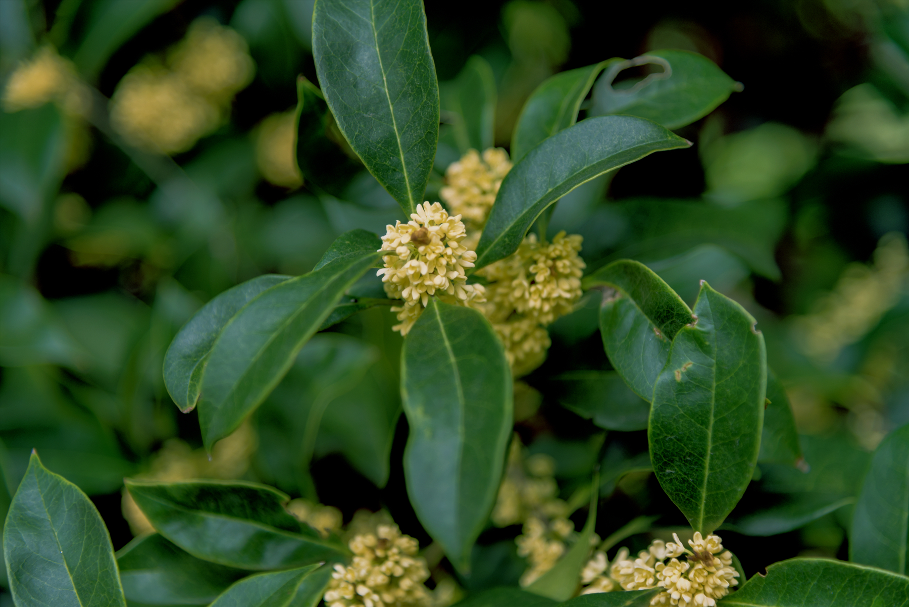 逐影八月桂花滿園香(首發)