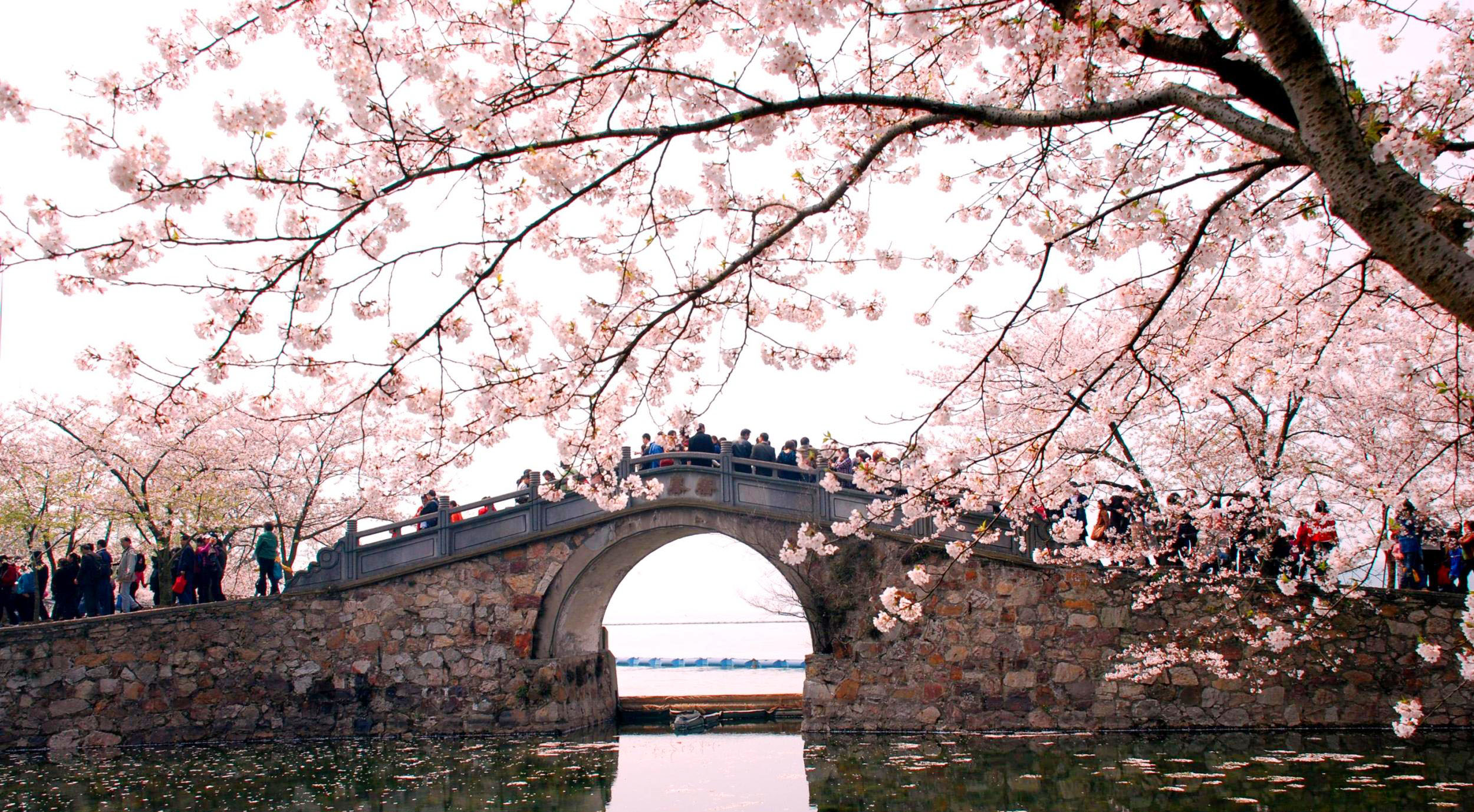 难得一见的樱花---太美了(图文网络编辑醉善)