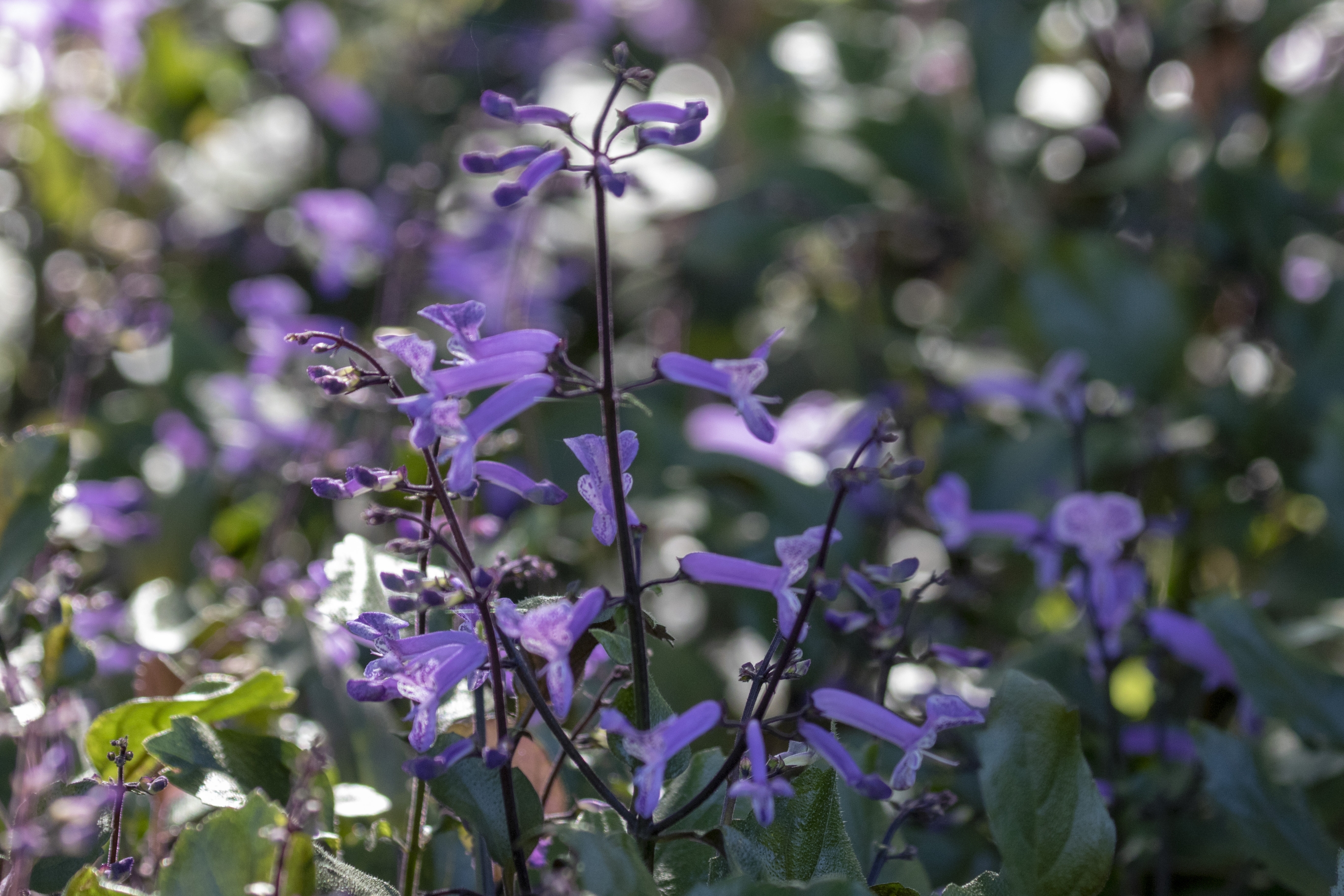 莫娜紫香茶菜vv首发