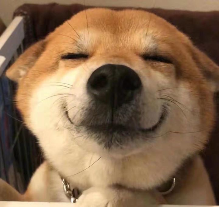 柴犬坏笑表情包图片