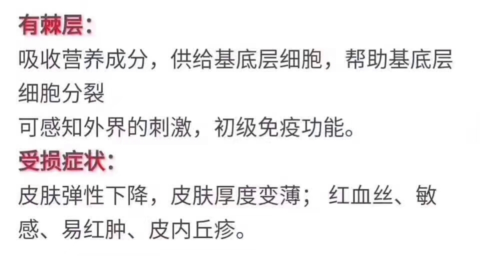 皮肤第四层有棘层(用精华护理)