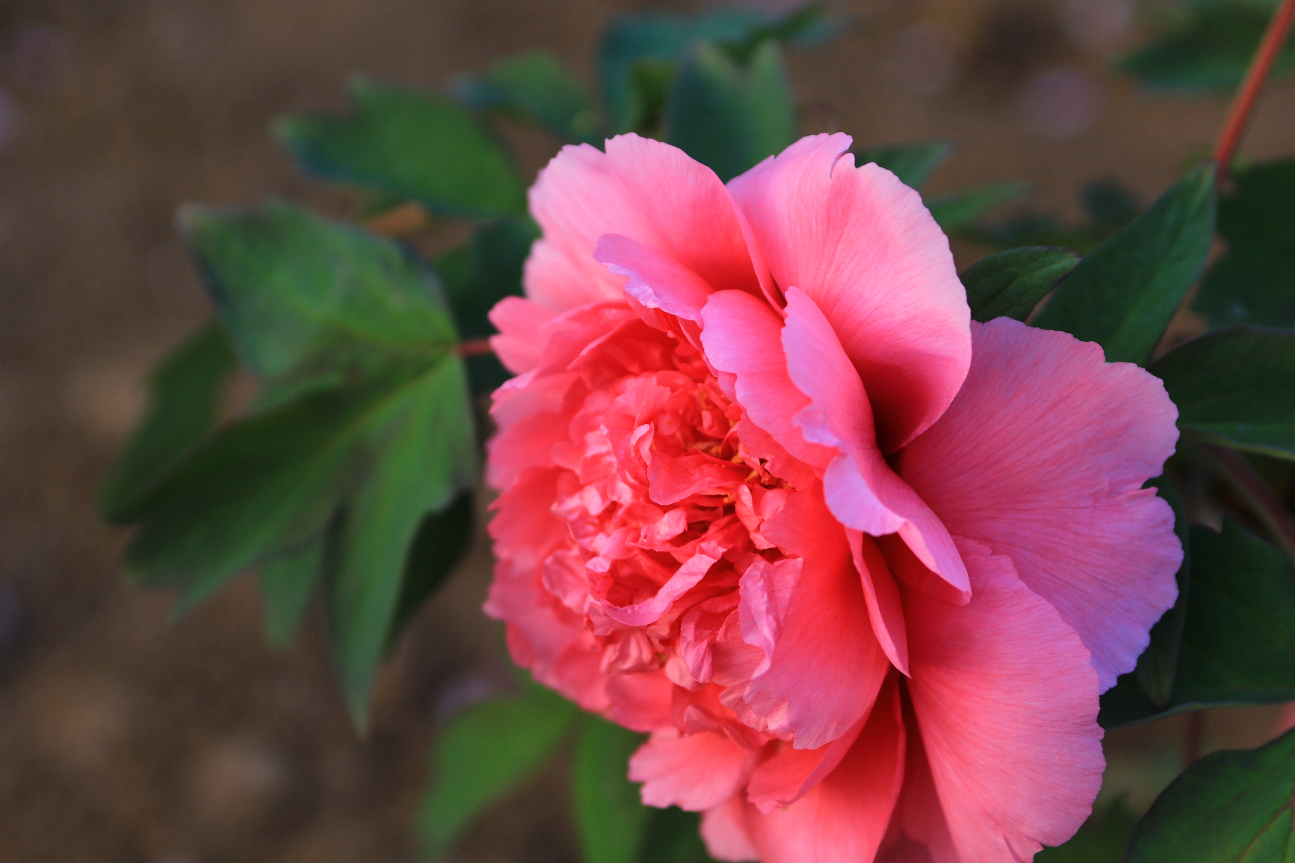 牡丹之红宝石首发