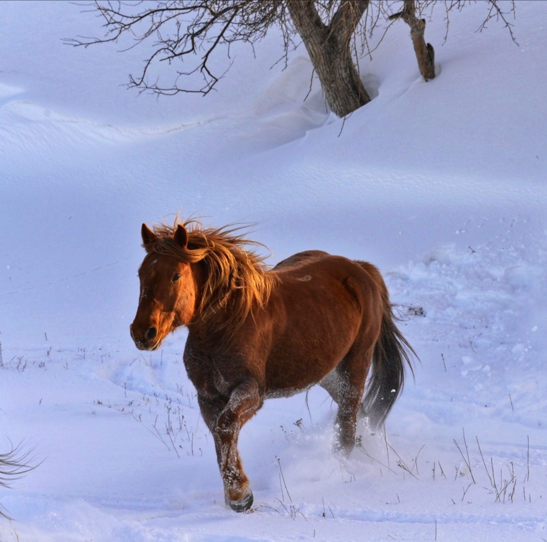 雪地骏马