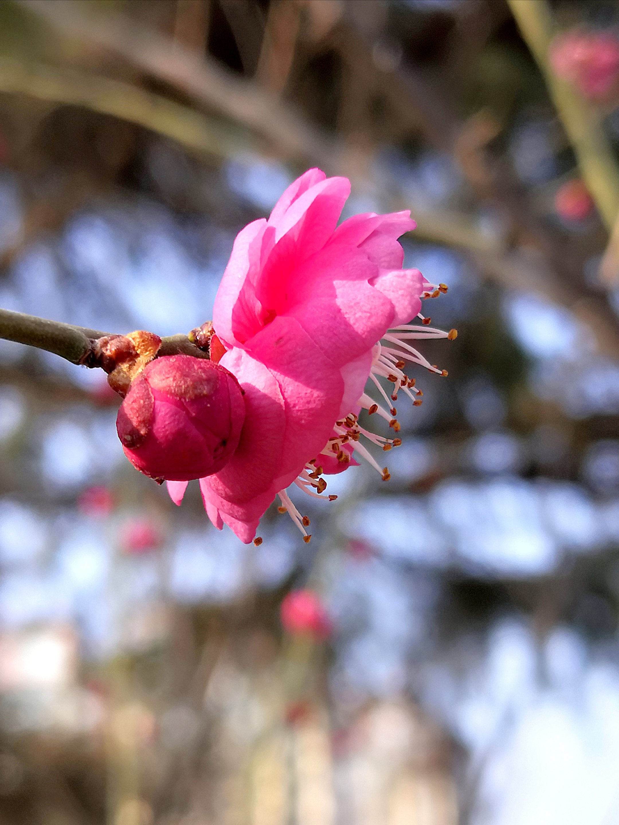 红梅花开迎春来图片