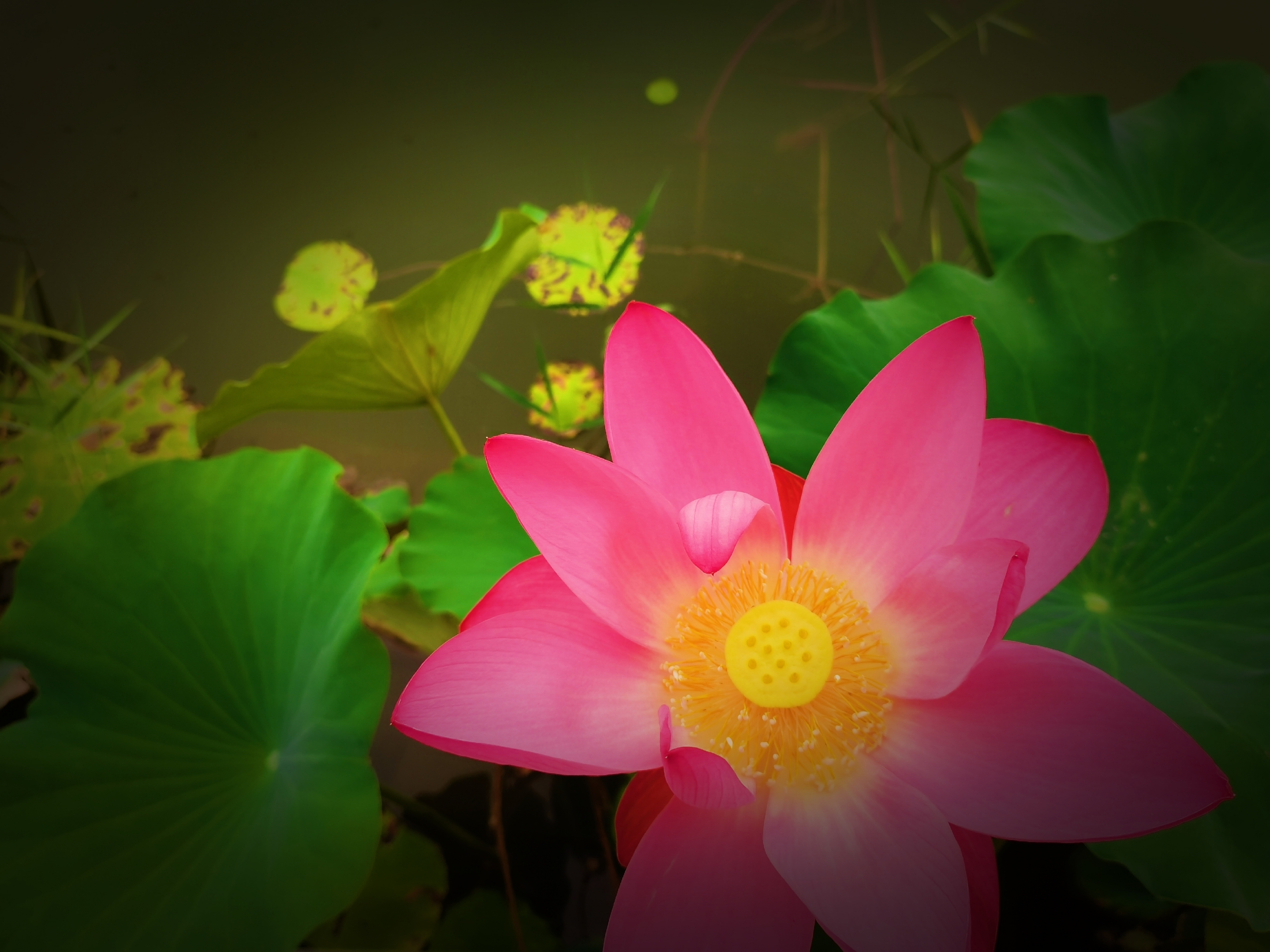 满塘荷色娇艳欲滴首发