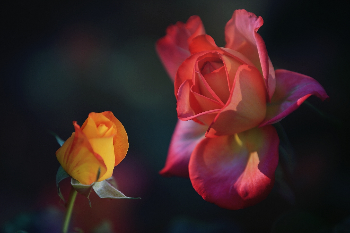 玫瑰花的色彩繁多而艳丽,红得似火,白得似雪,黄得似金,粉的似霞