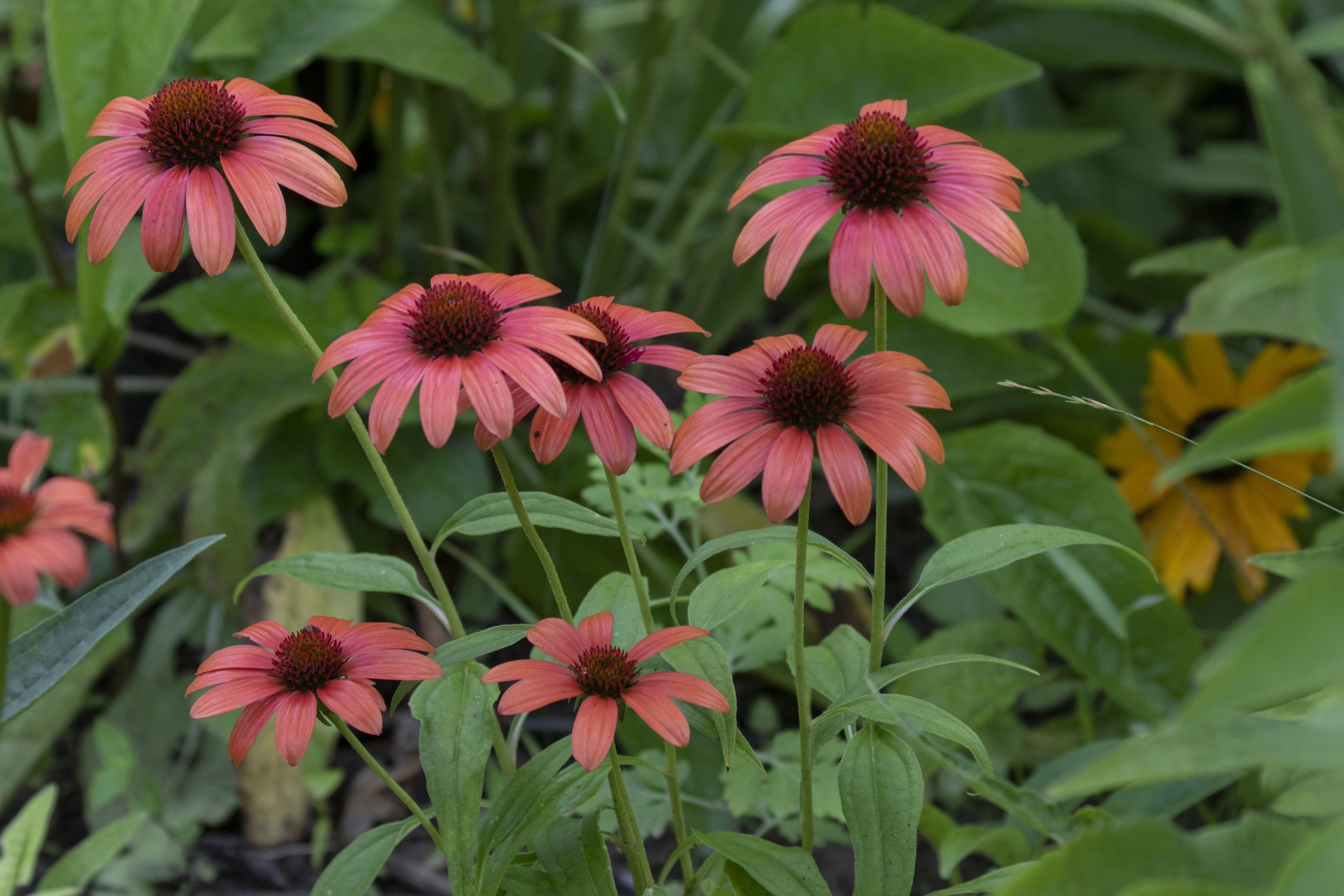 松果菊,又名紫锥花,紫锥菊,紫松果菊等,是菊科松果菊属,是多年生