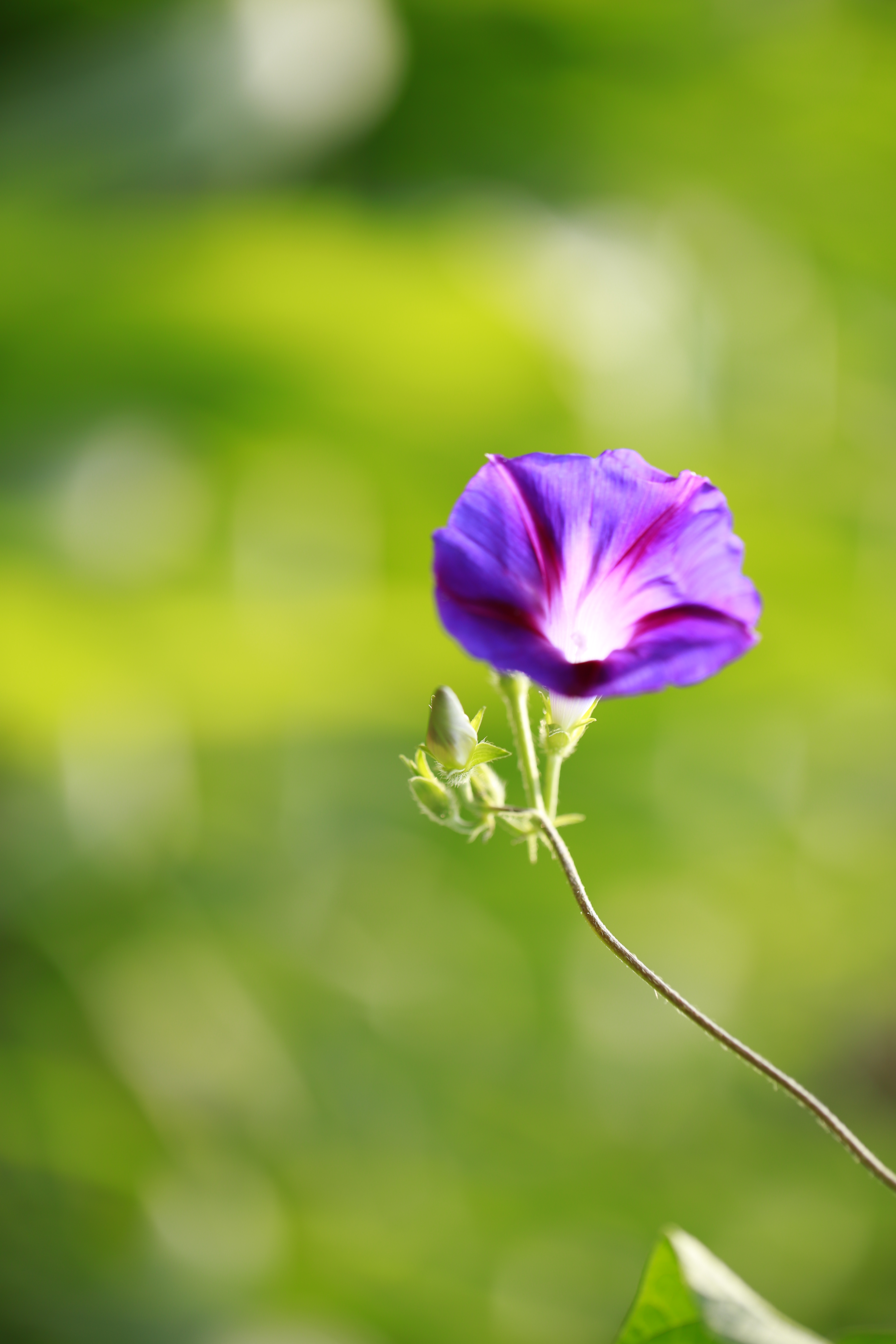 牵牛花  宋-陈宗远 绿蔓如藤不用栽,淡青花绕竹篱开.