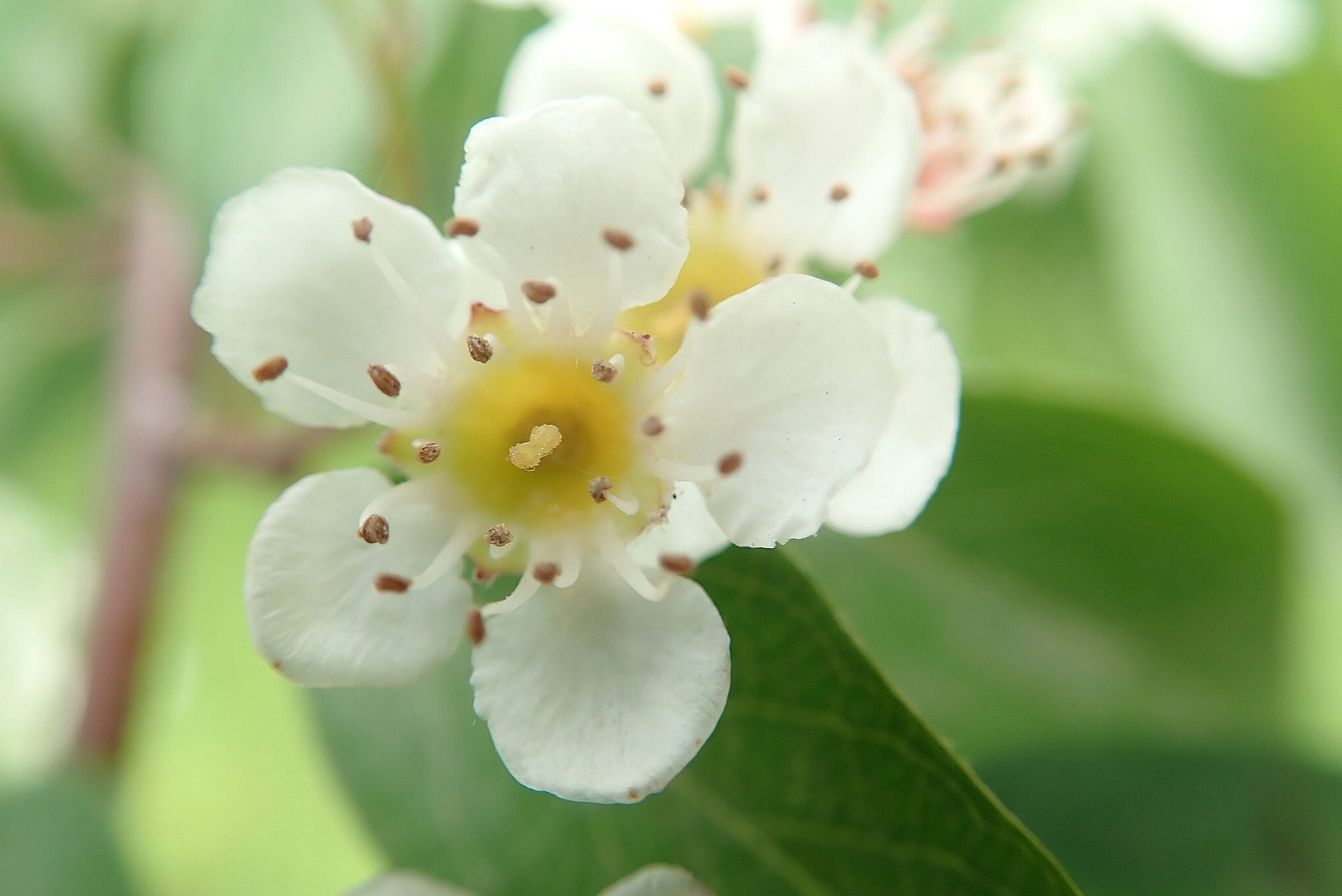 【首發】水栒子花