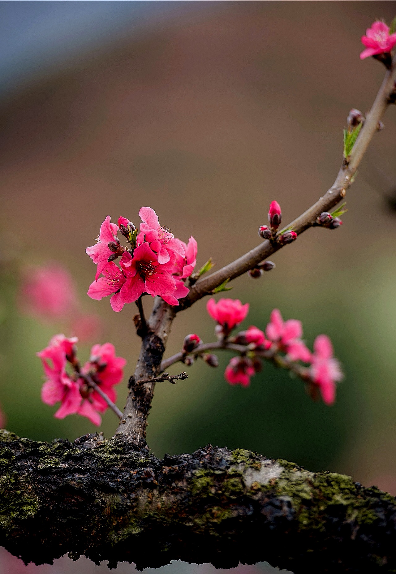 今春此门中人面桃花相映红