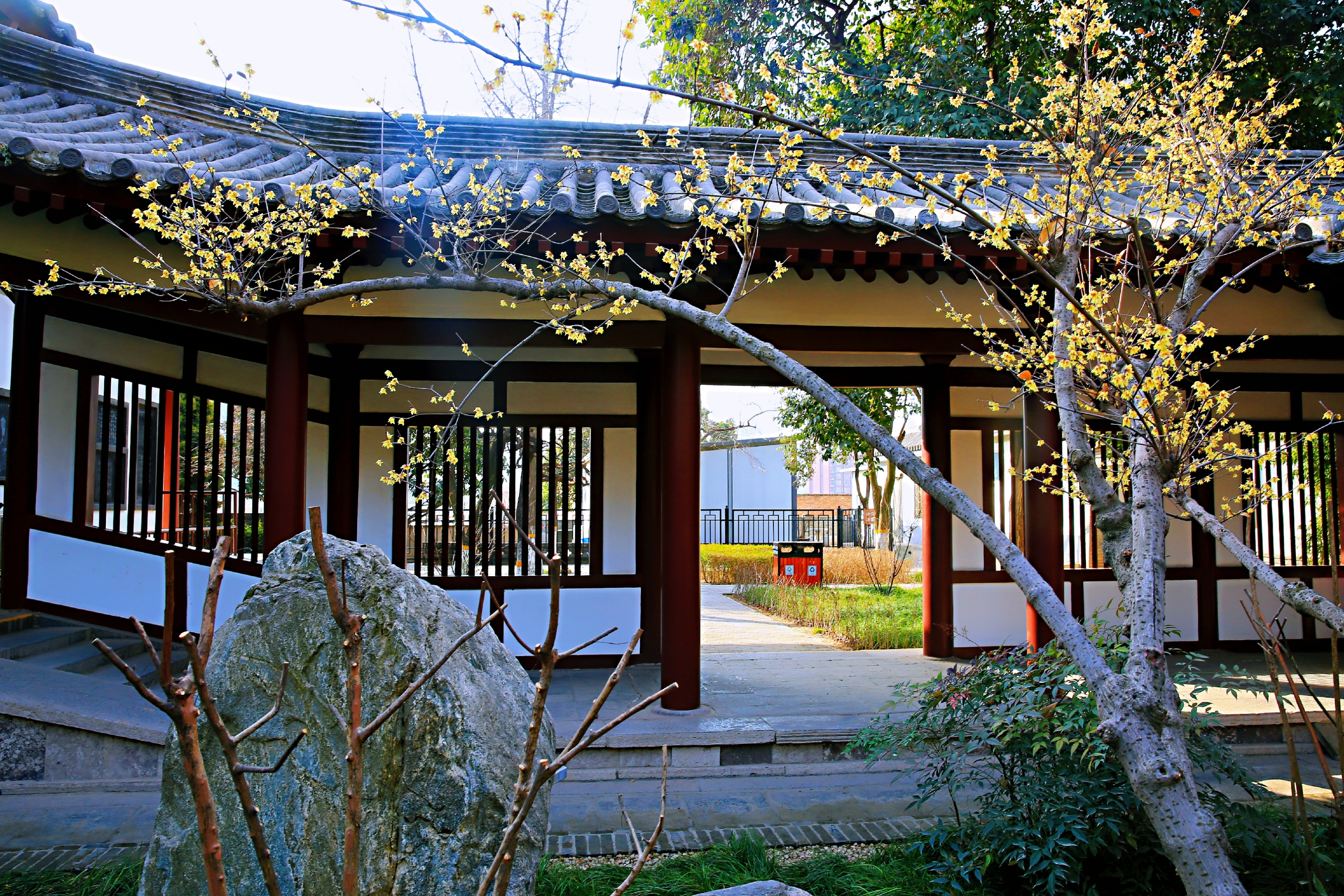 西安青龙寺腊梅花开