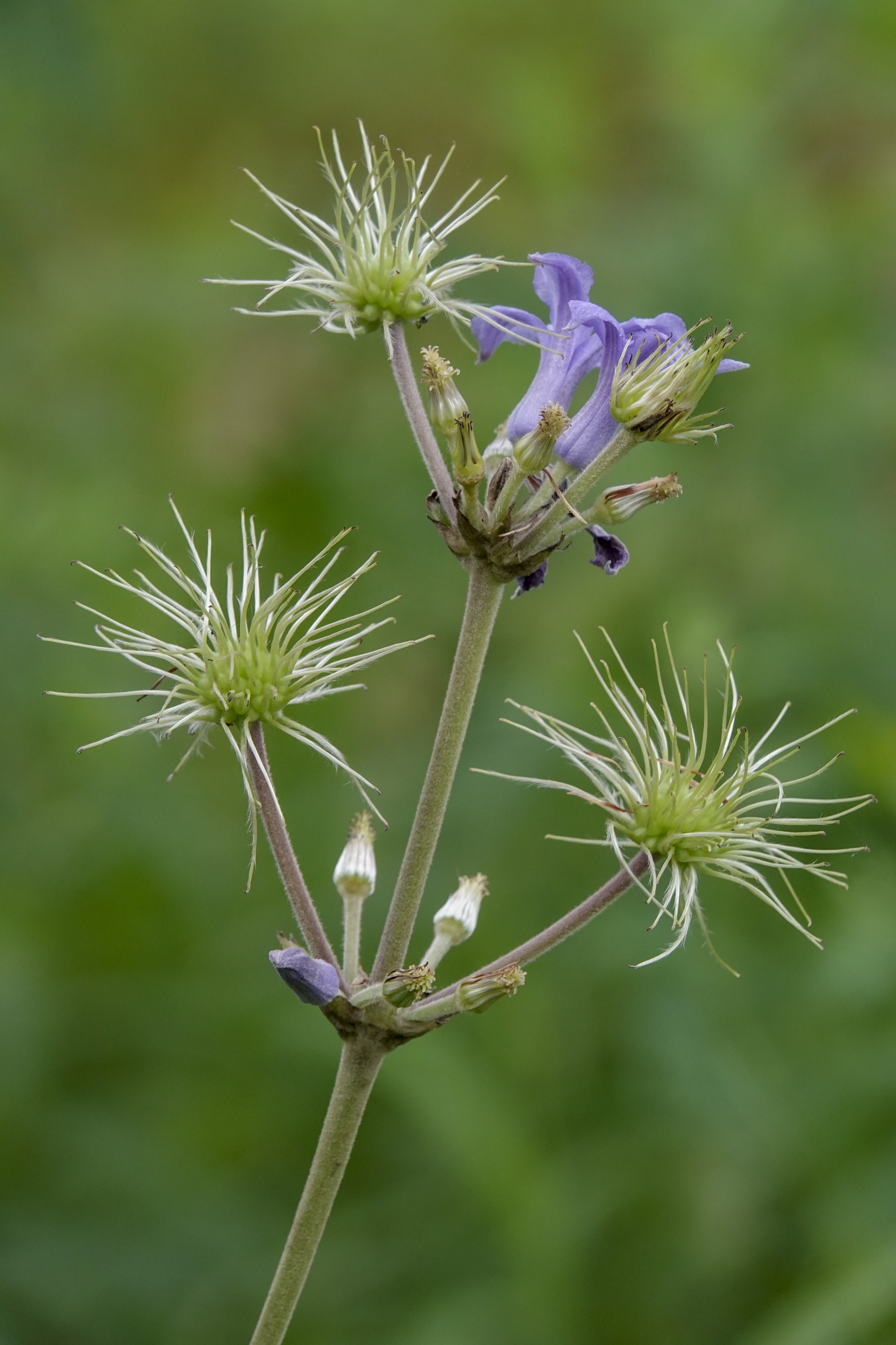 大叶铁线莲vv首发