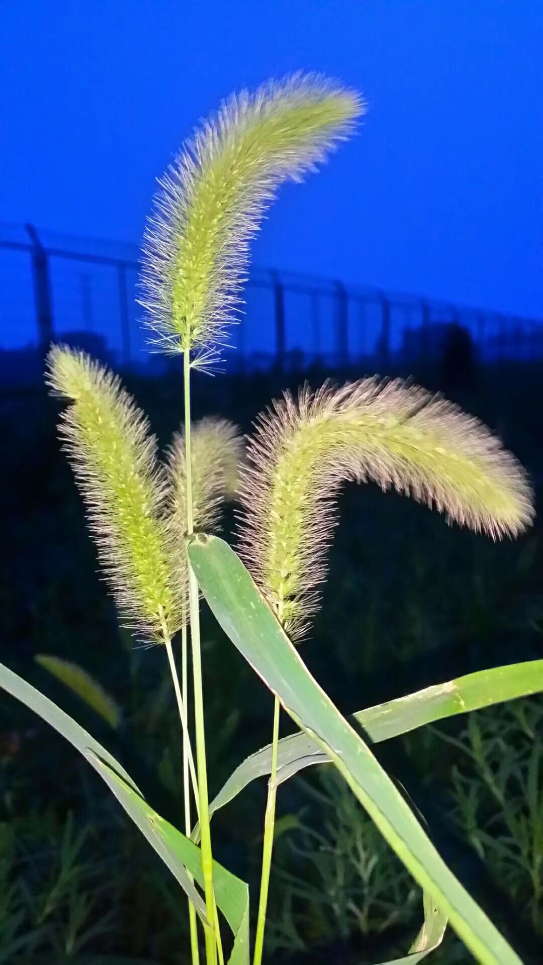 我是一棵小小草