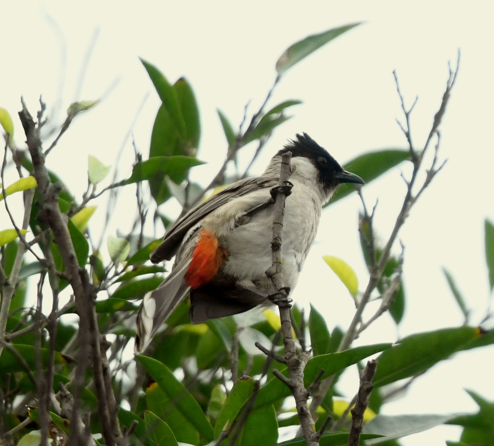 拍鸟杂录【首发】