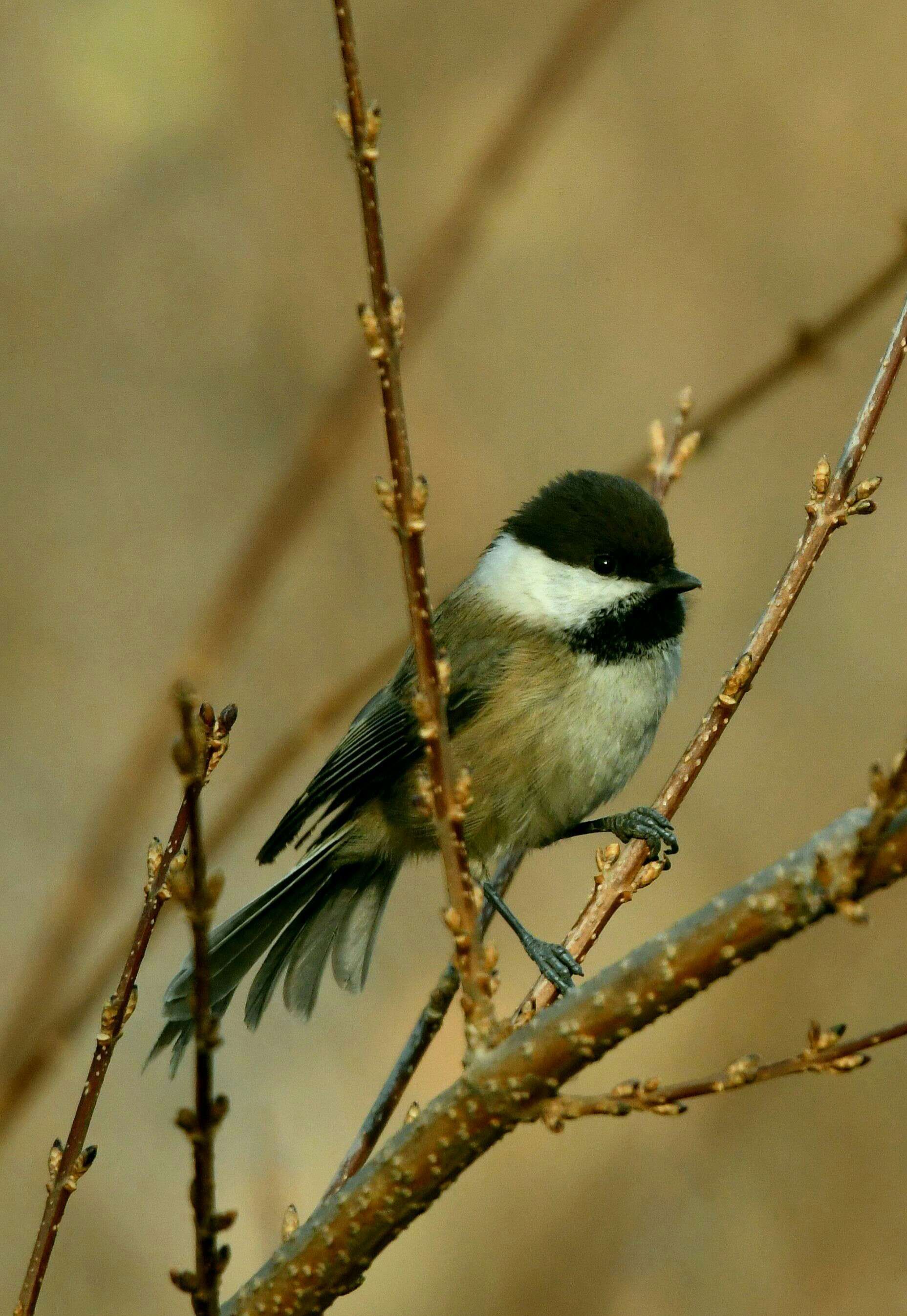 小小鸟沼泽山雀首发