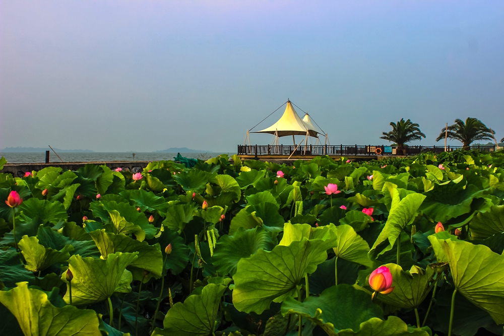 荷花又开放,荷你相约在上海市总工会太湖西山度假村