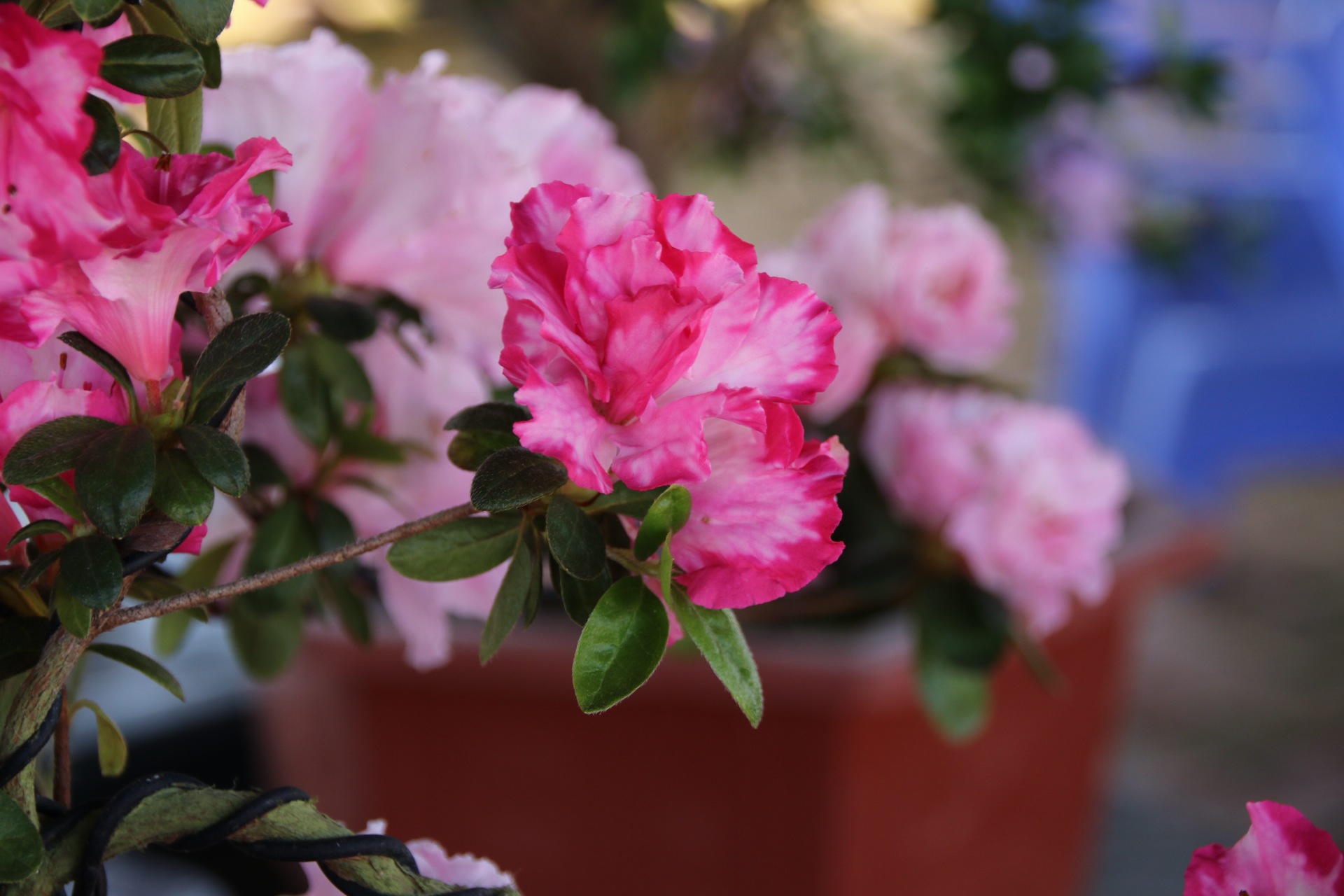 漳平永福杜鹃花盛开芬芳