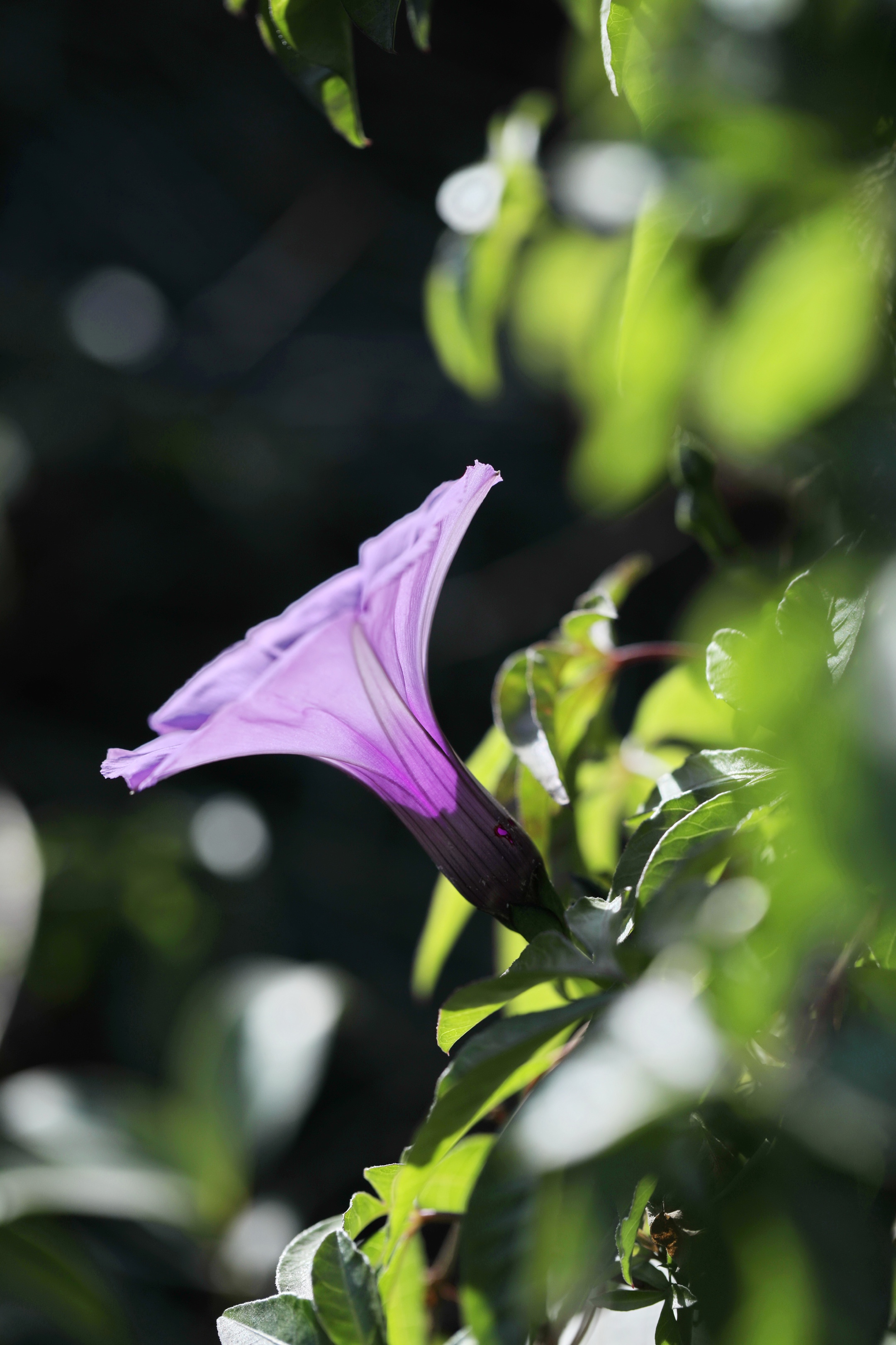 【首发】路边的牵牛花