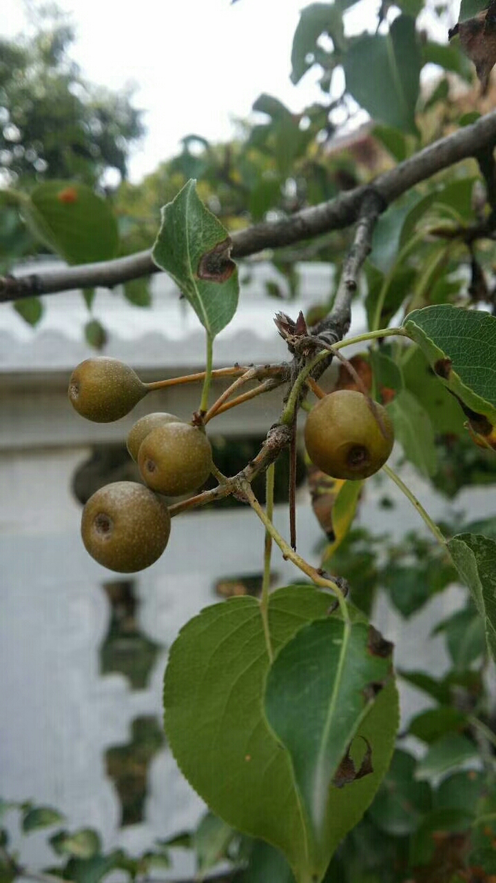 甘棠果实图片