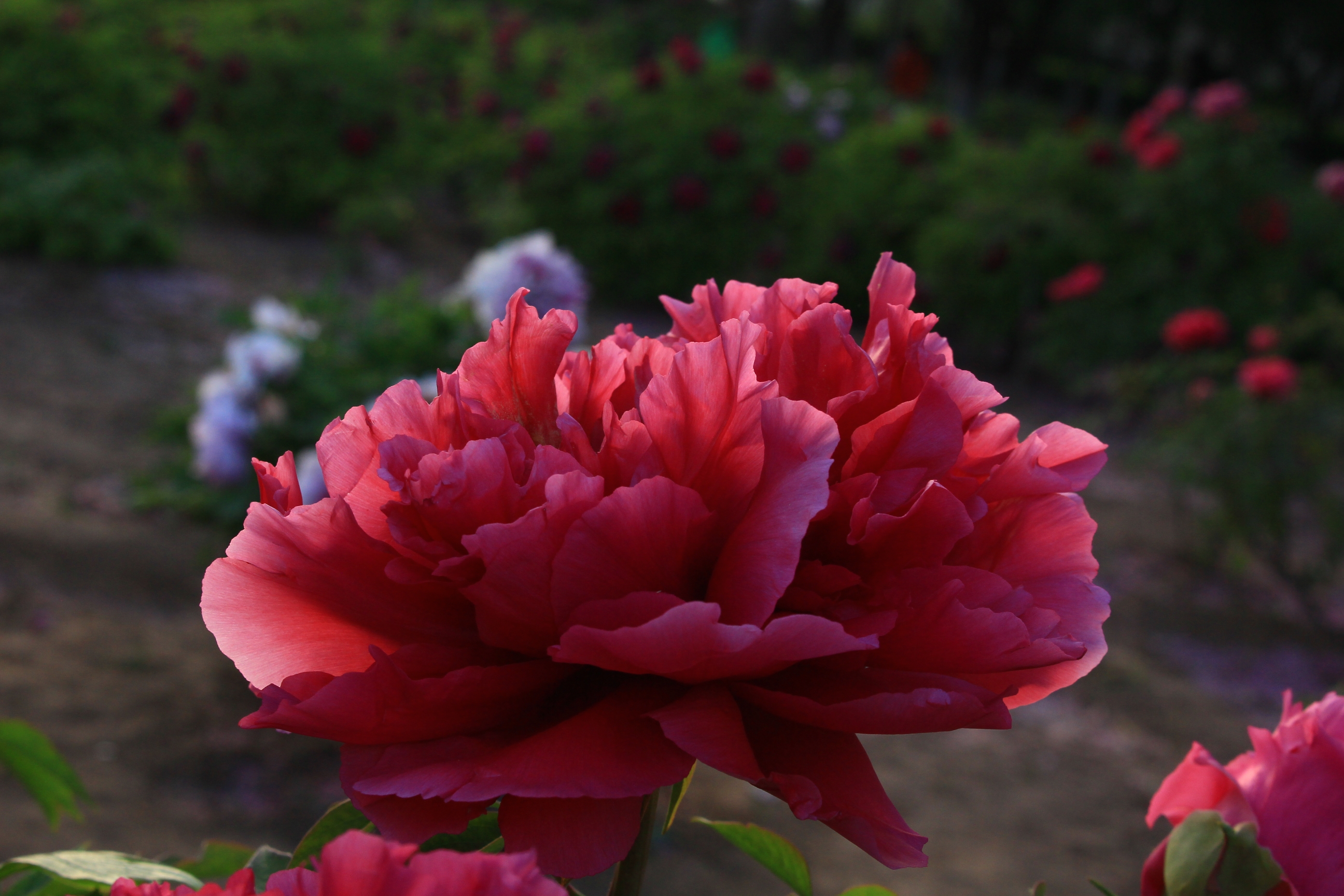 牡丹之红宝石首发