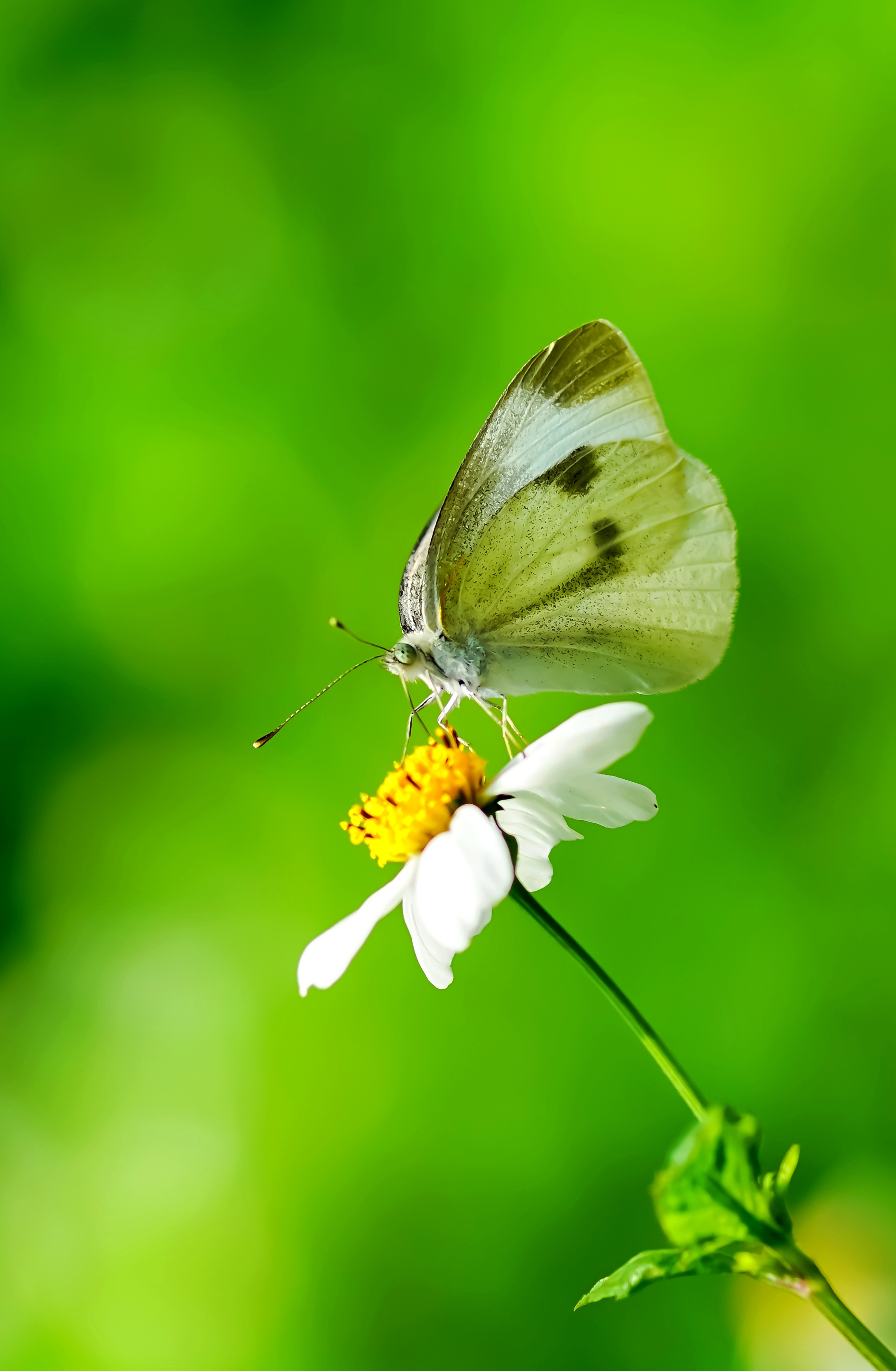 微距摄影—花城无处不芬芳【摄影首发】