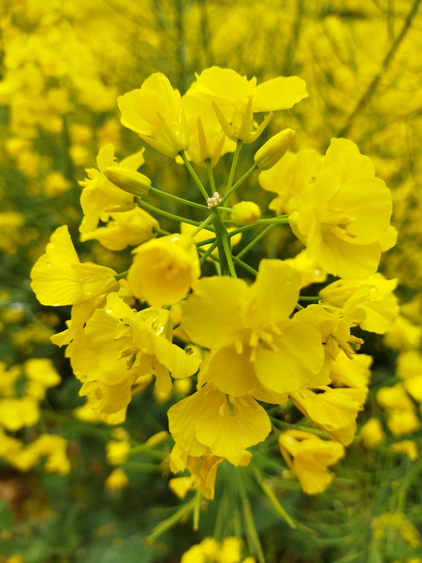 首发徜徉在金色海洋