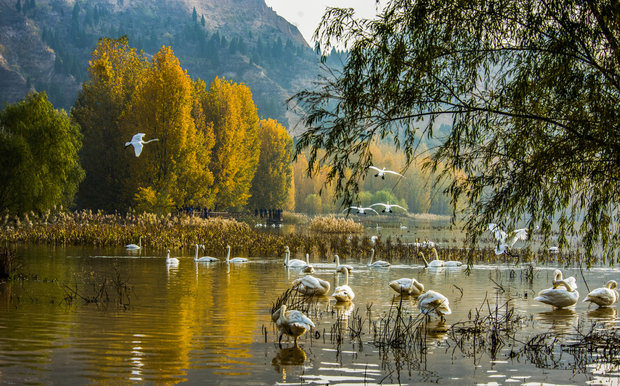 三门峡天鹅湖美如仙境