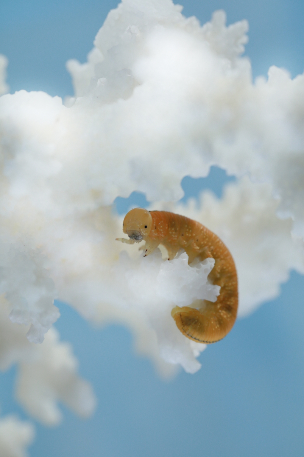 (原片微距摄影)可爱的小黄虫虫