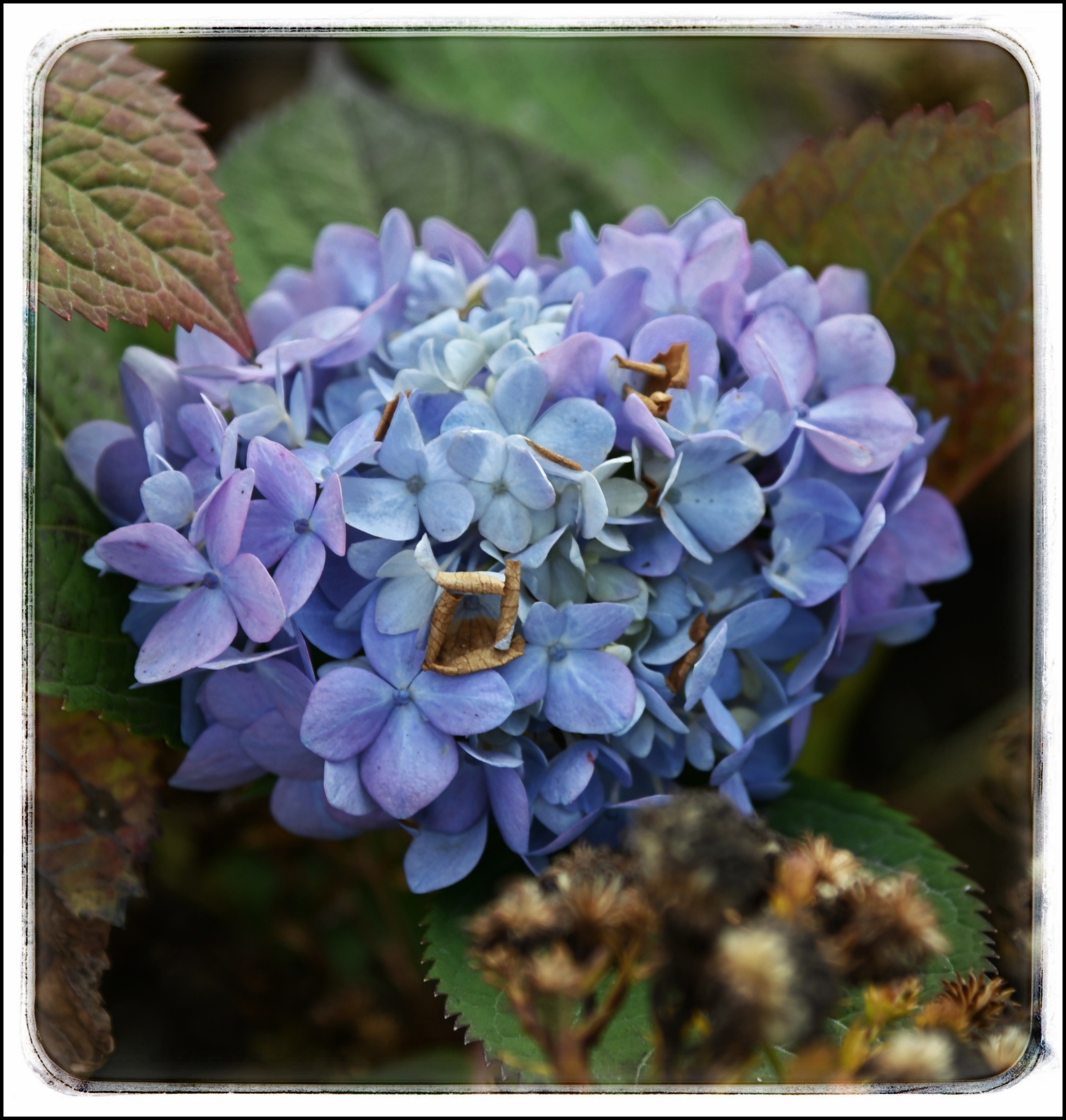 首发会变色的绣球花