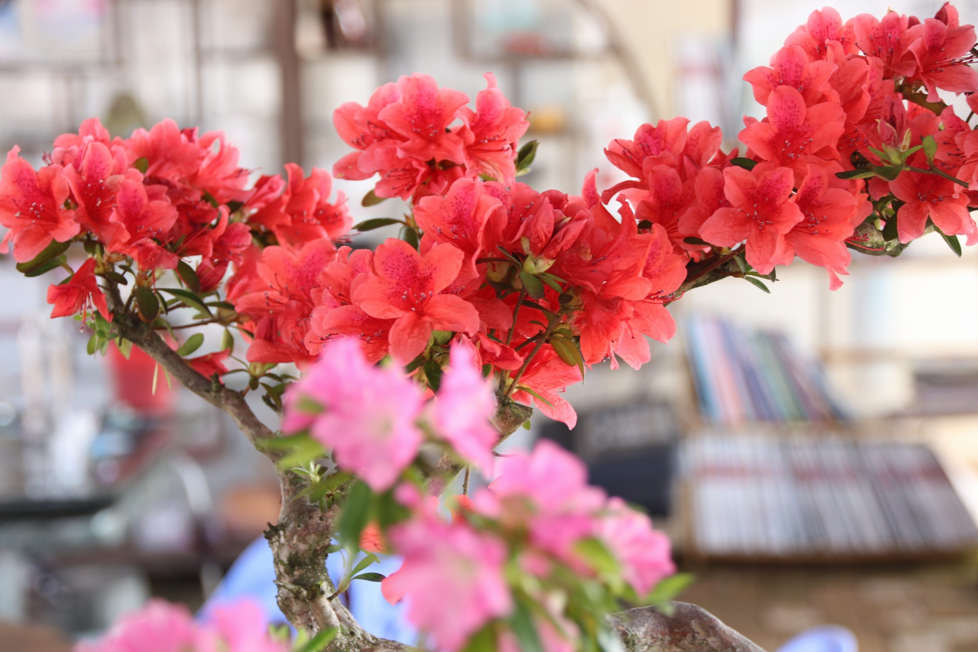 漳平永福杜鹃花盛开芬芳