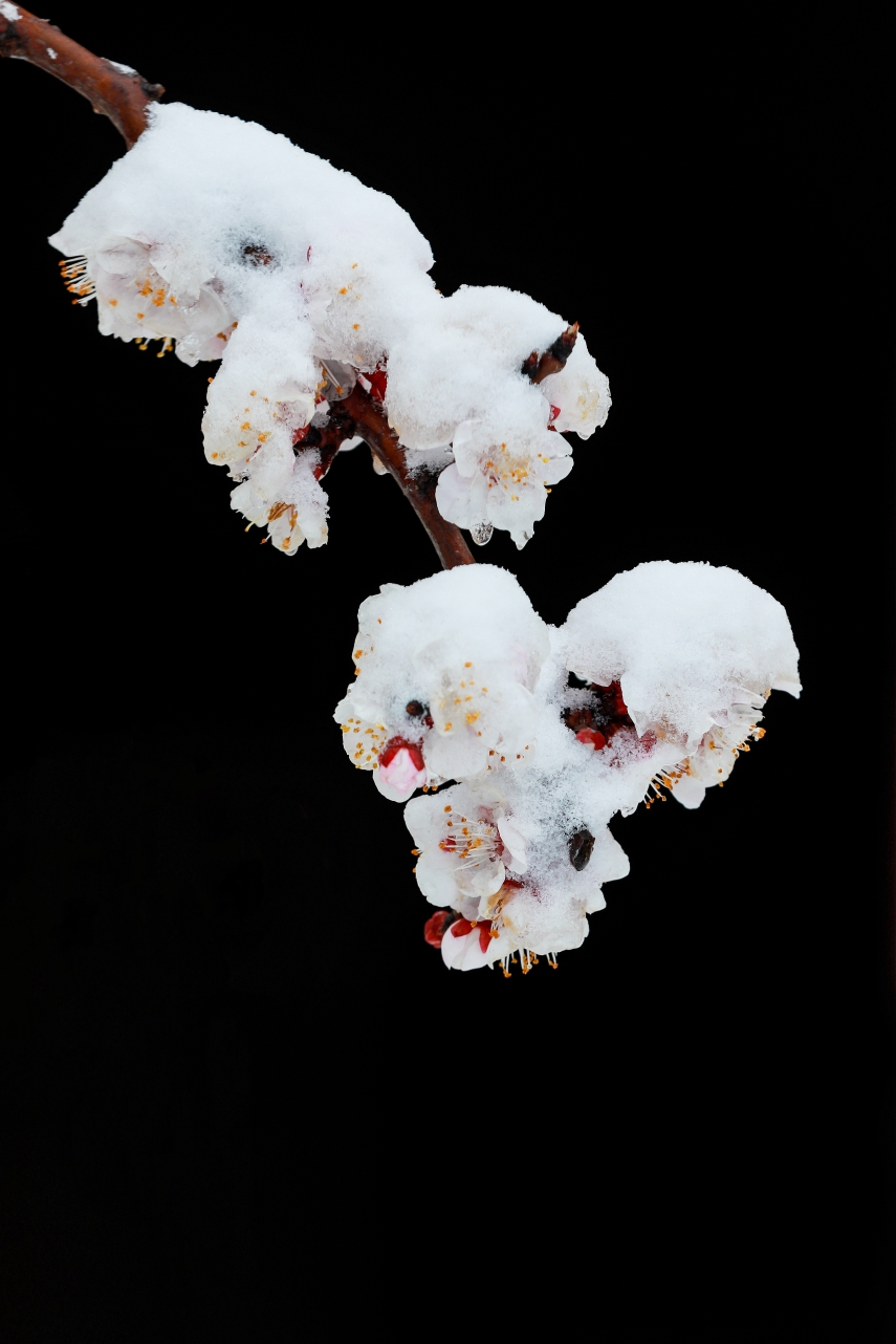 雪润杏花分外娇
