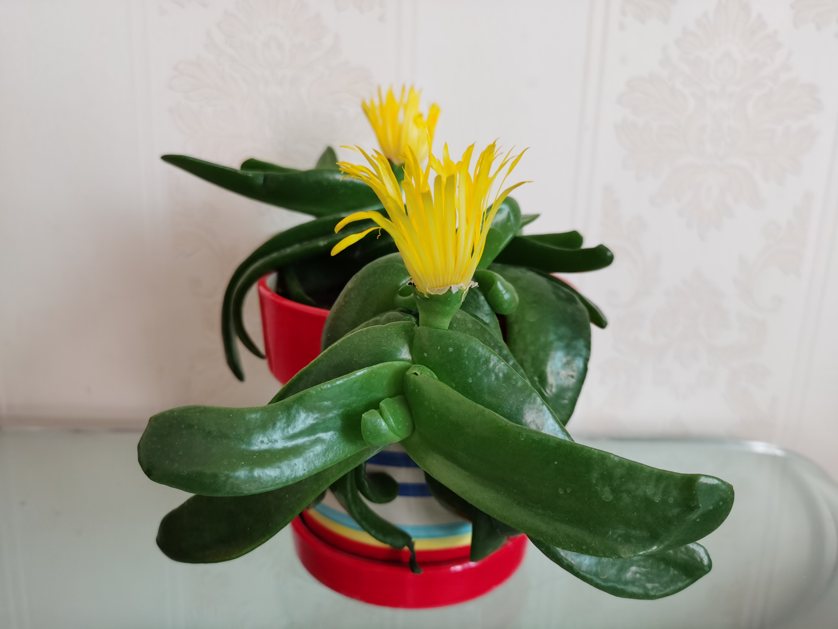 首发小巧玲珑佛手掌