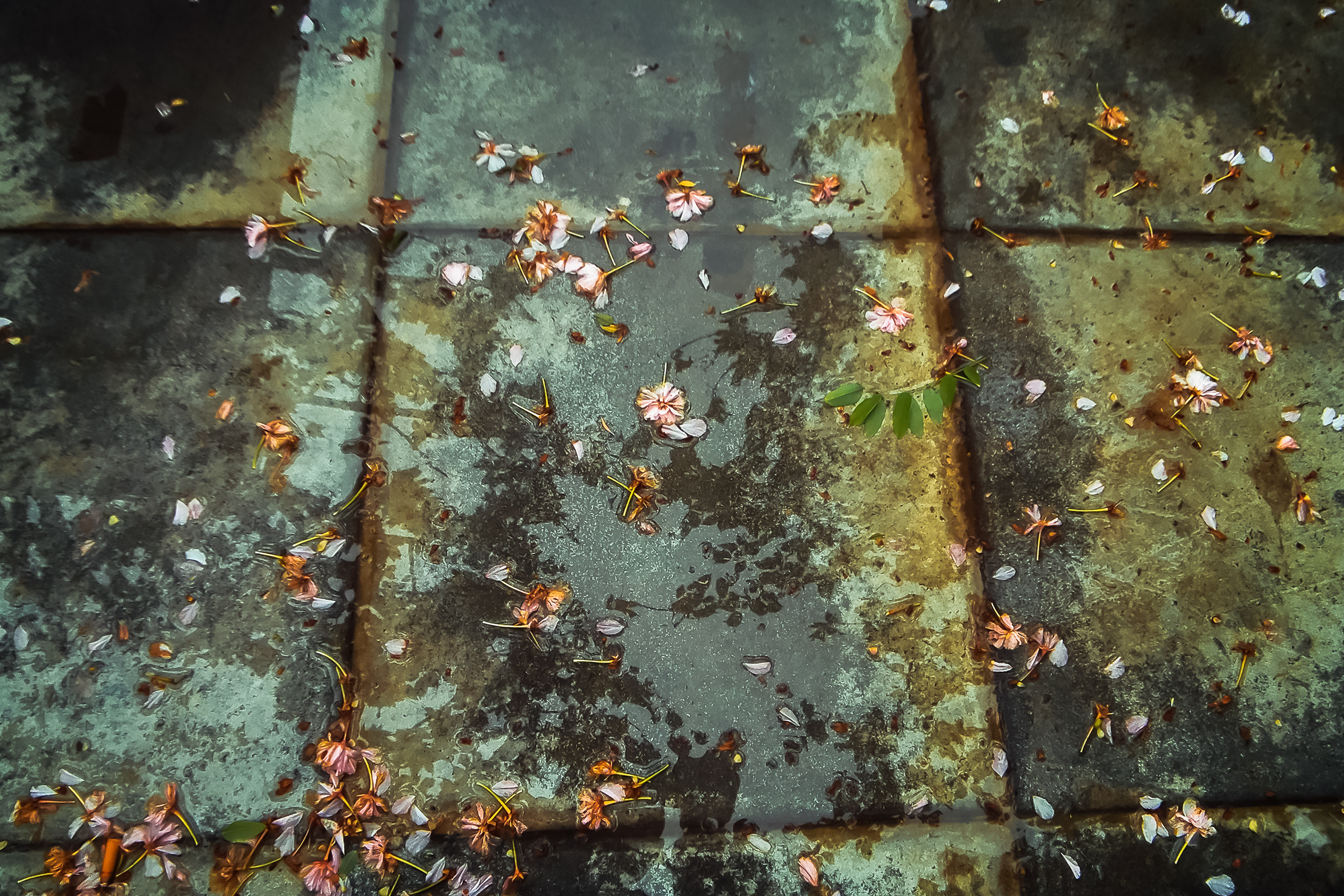 春之歌四月二十一北京春雨图