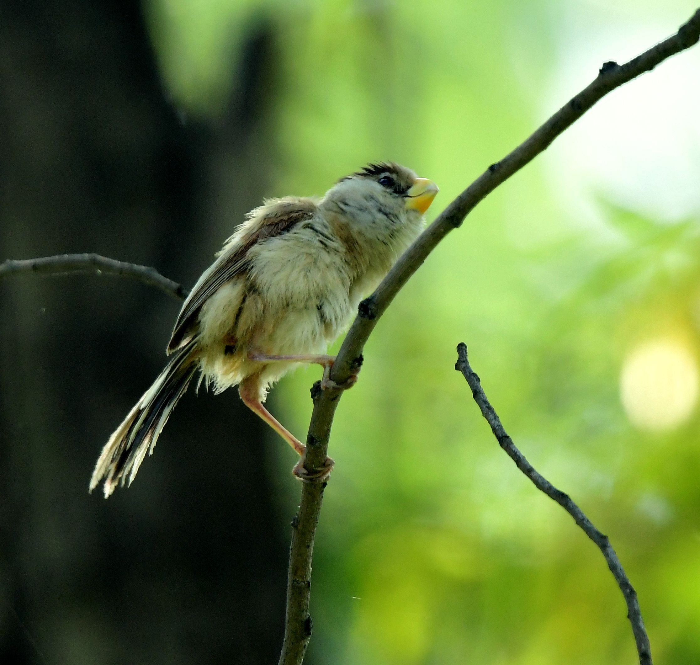 震旦鸦鹊一一2020版首发