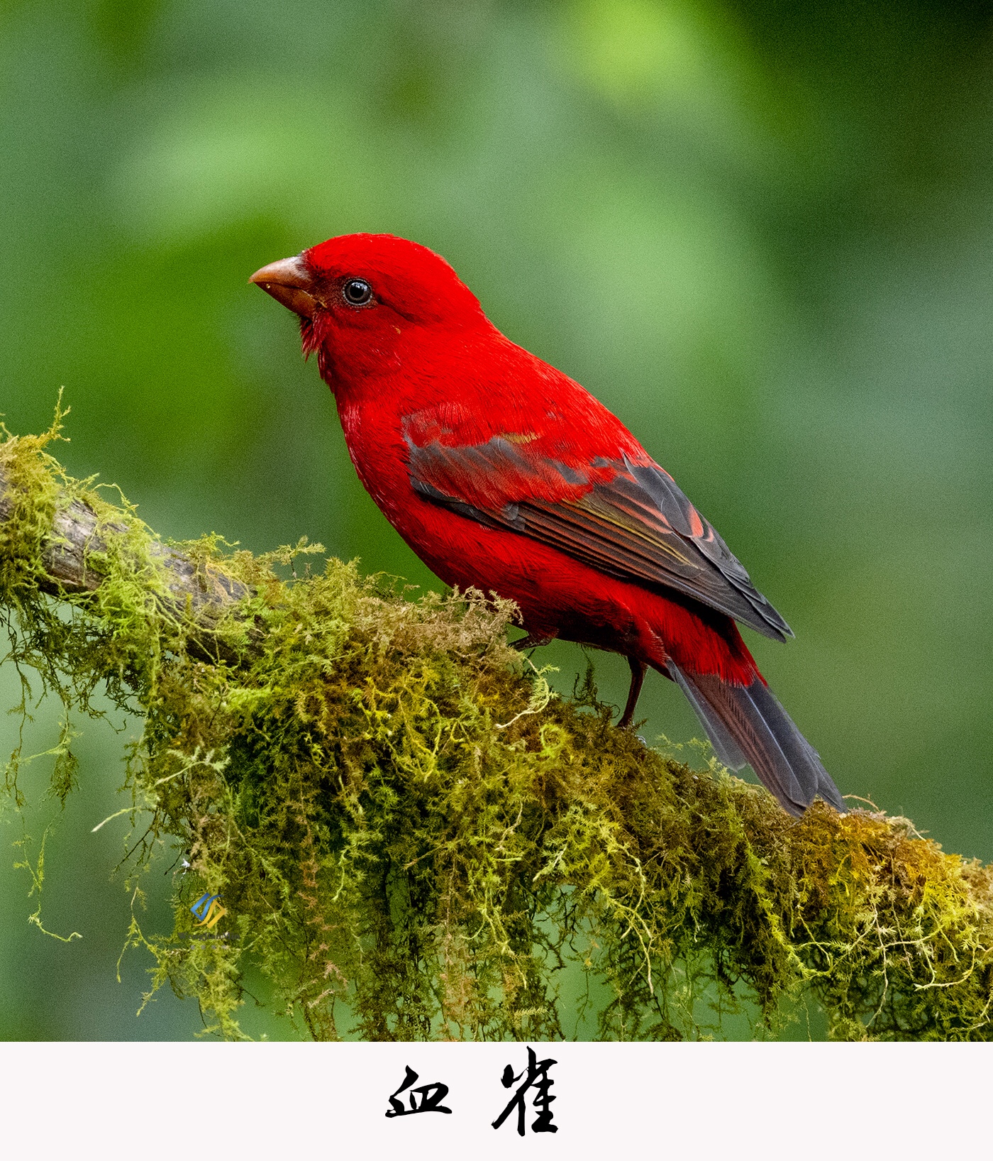 云南省保山地区百花岭:明星鸟种:血雀