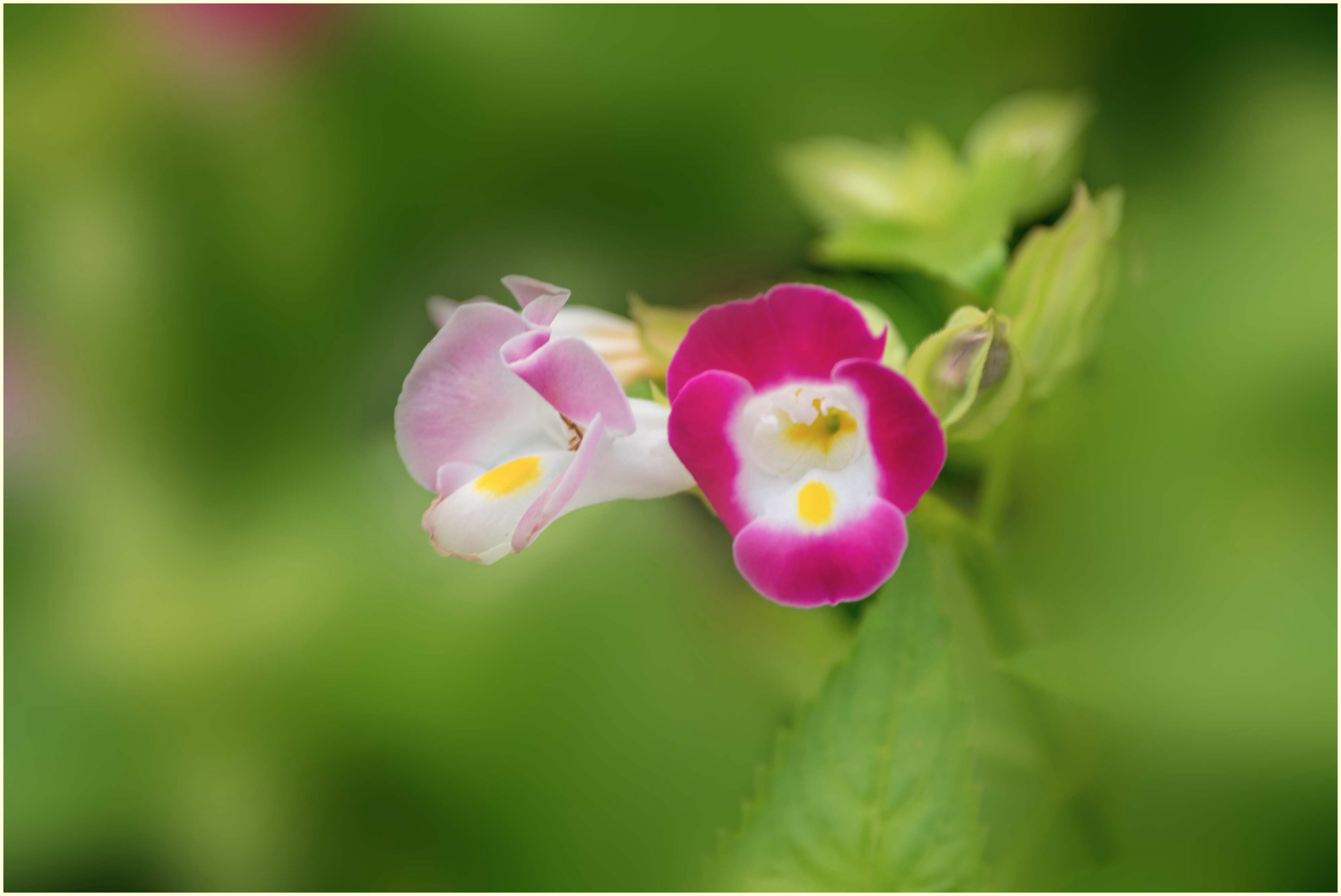娇俏可爱夏堇花