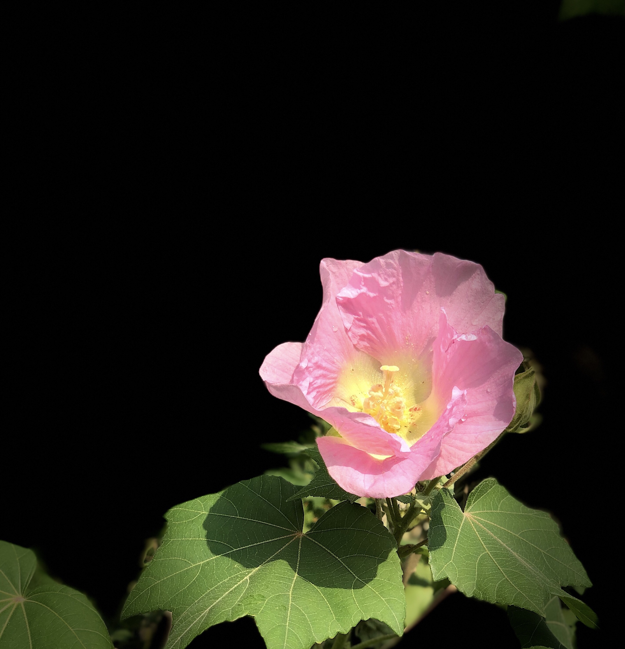 原创首发单瓣芙蓉花