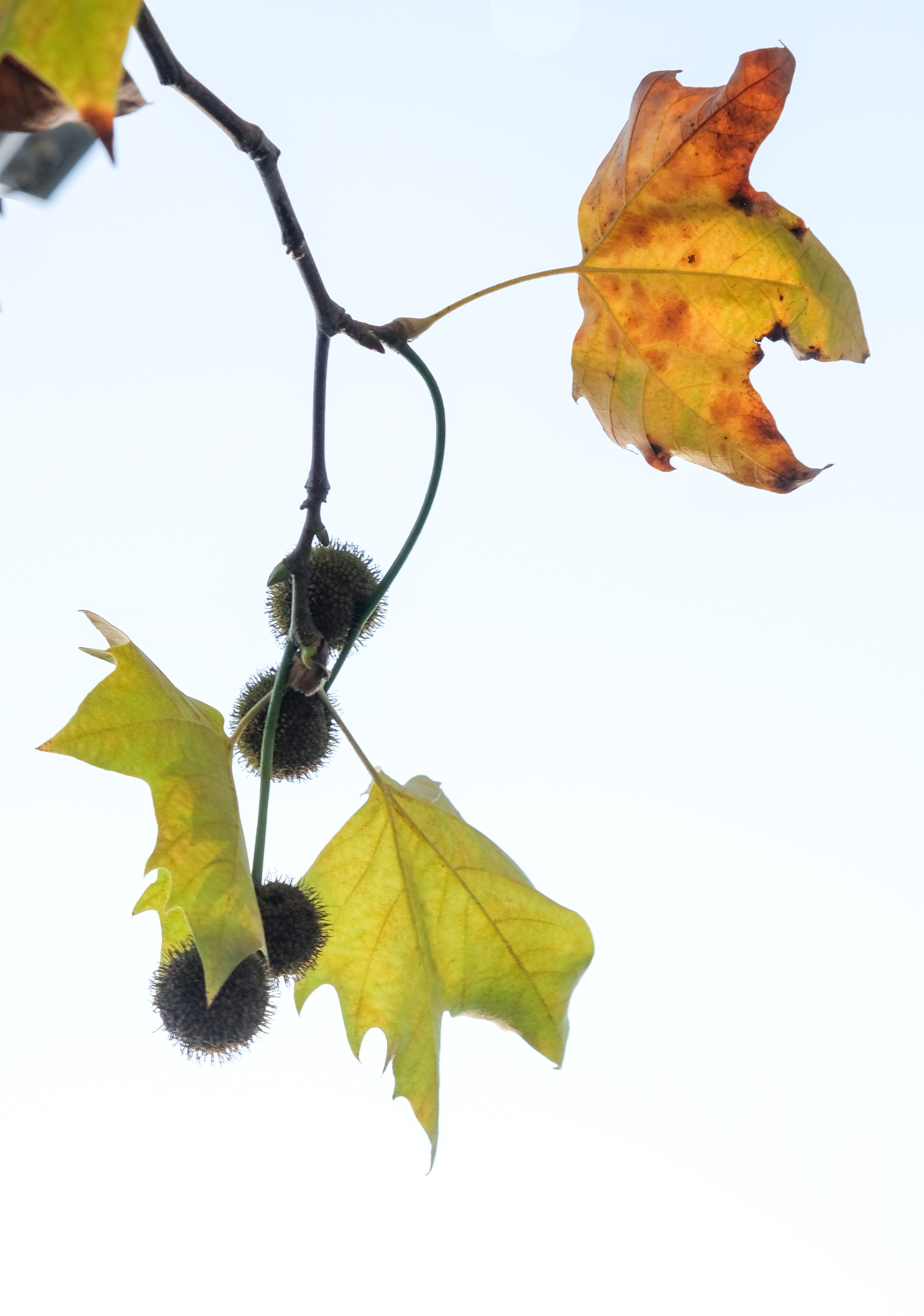 秋天里的梧桐树vv首发