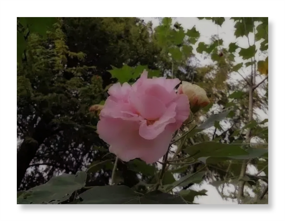 独自芬芳的芙蓉花