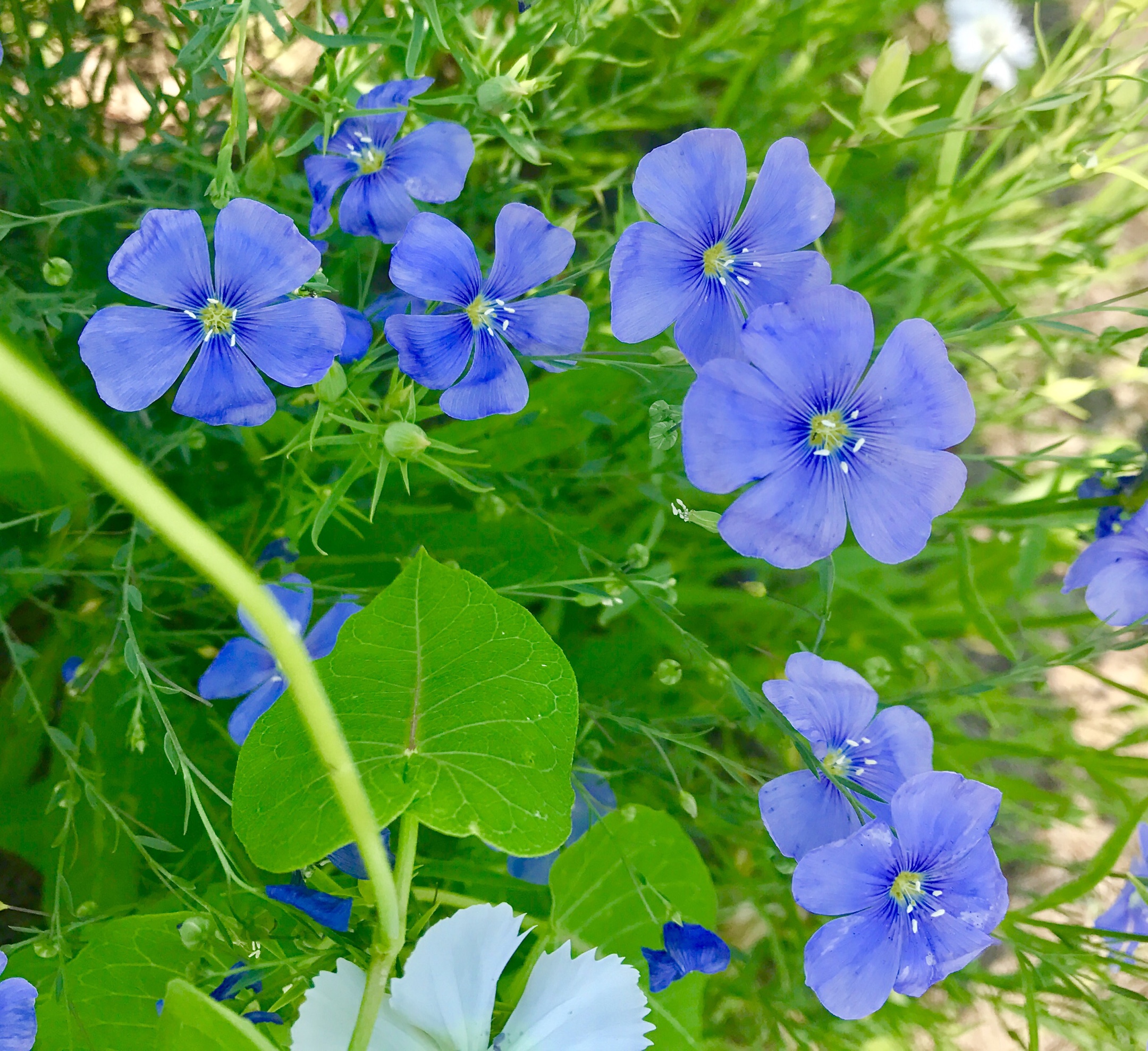 漂亮的石竹花,吸允着大地恩赐的精酿,拥抱着六月的阳光,尽情地绽放!