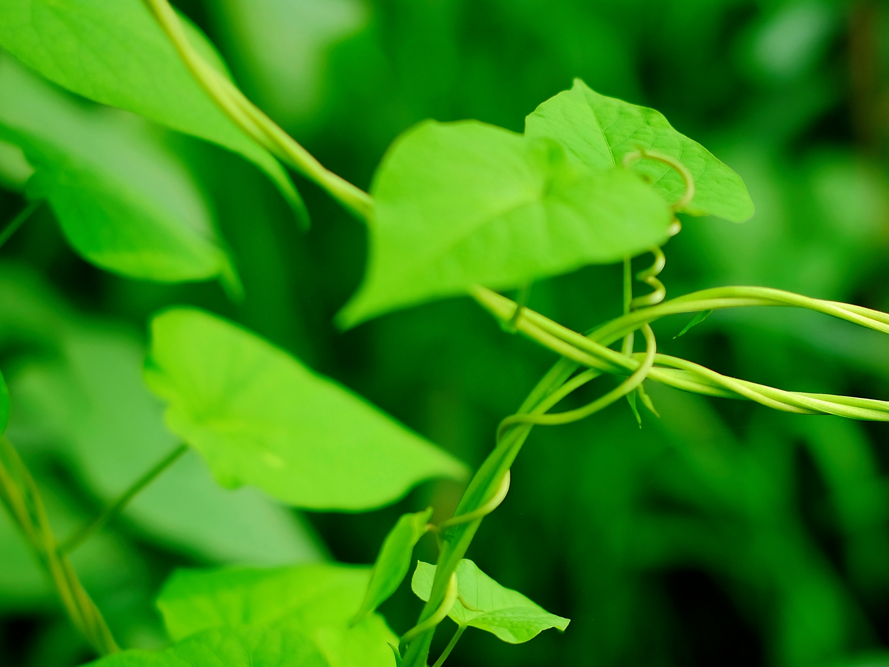 绿色生命的底色