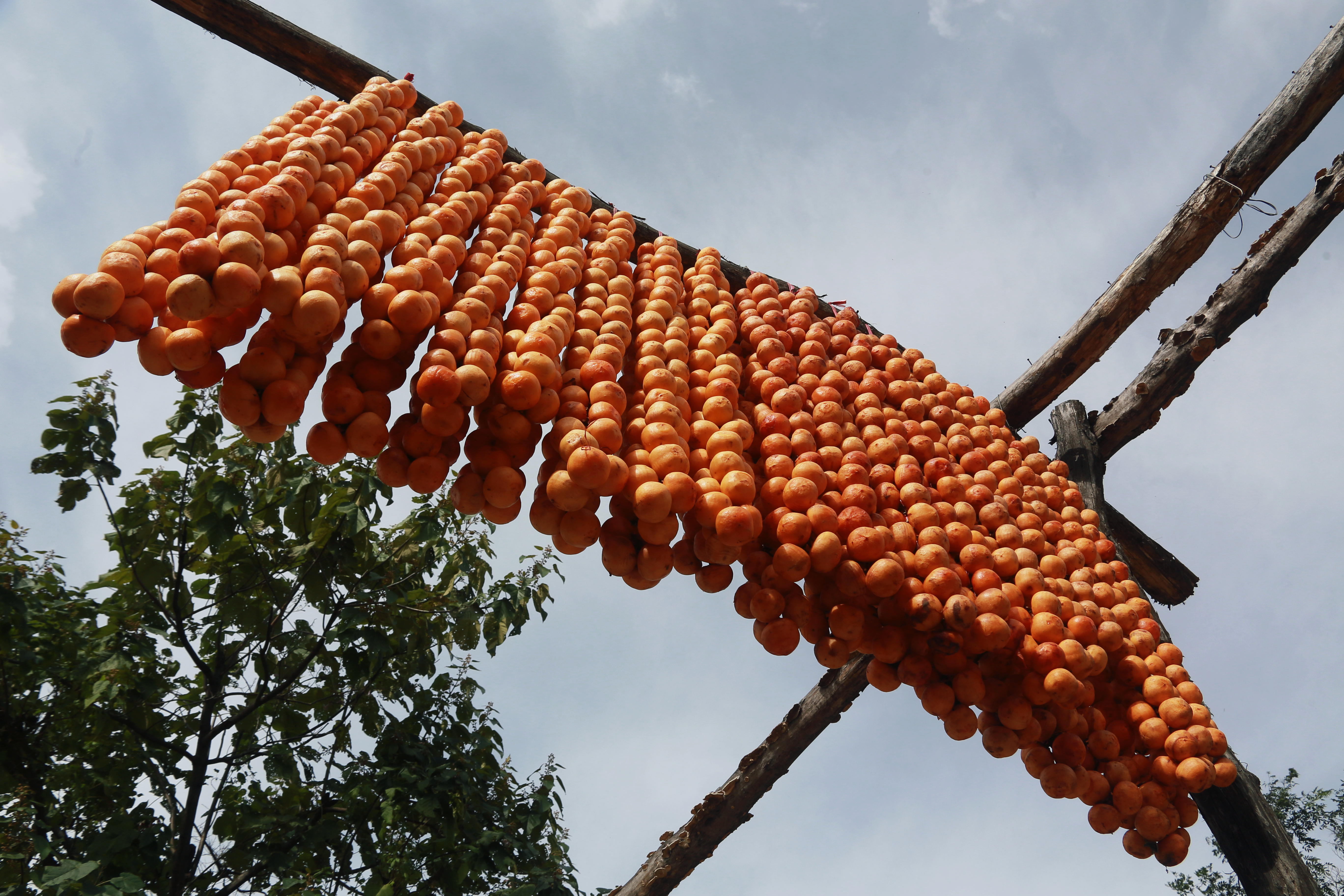 柿子红了挂满天