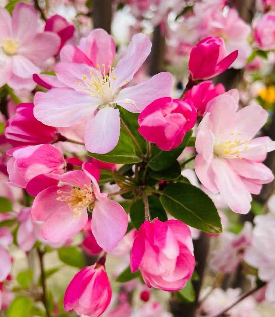院子里的西府海棠花