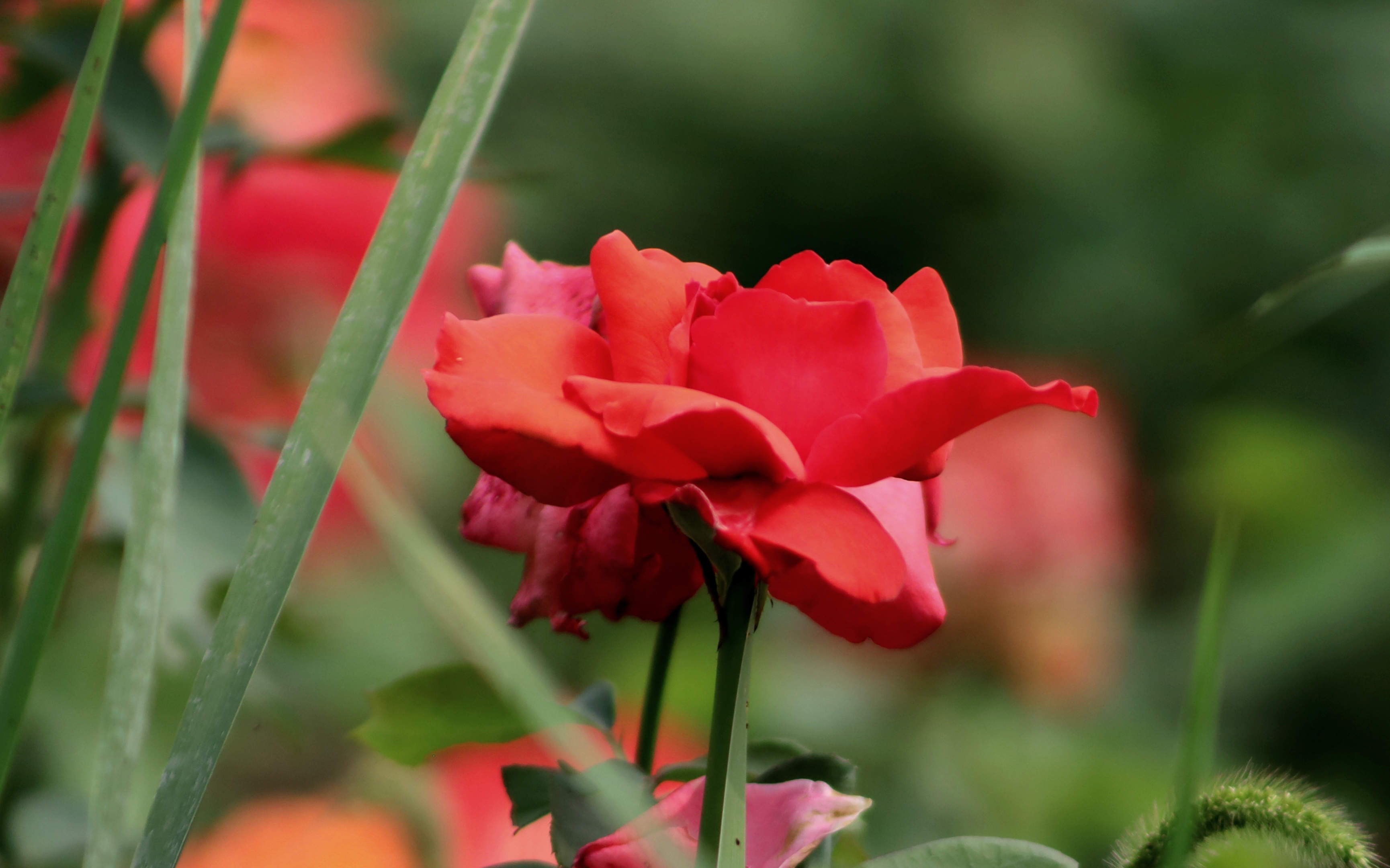 红玫瑰献给最可爱的人庆祝中国人民解放军建军93周年