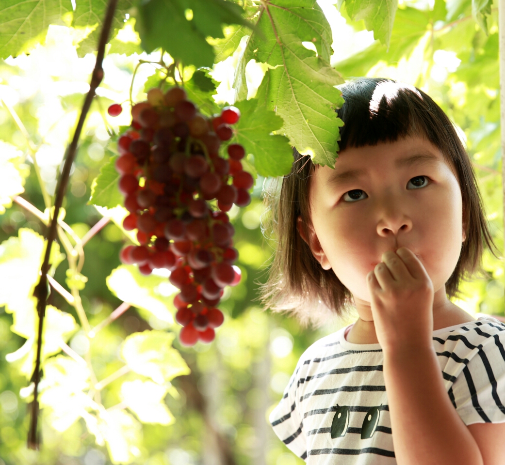 新疆小朋友摘葡萄图片