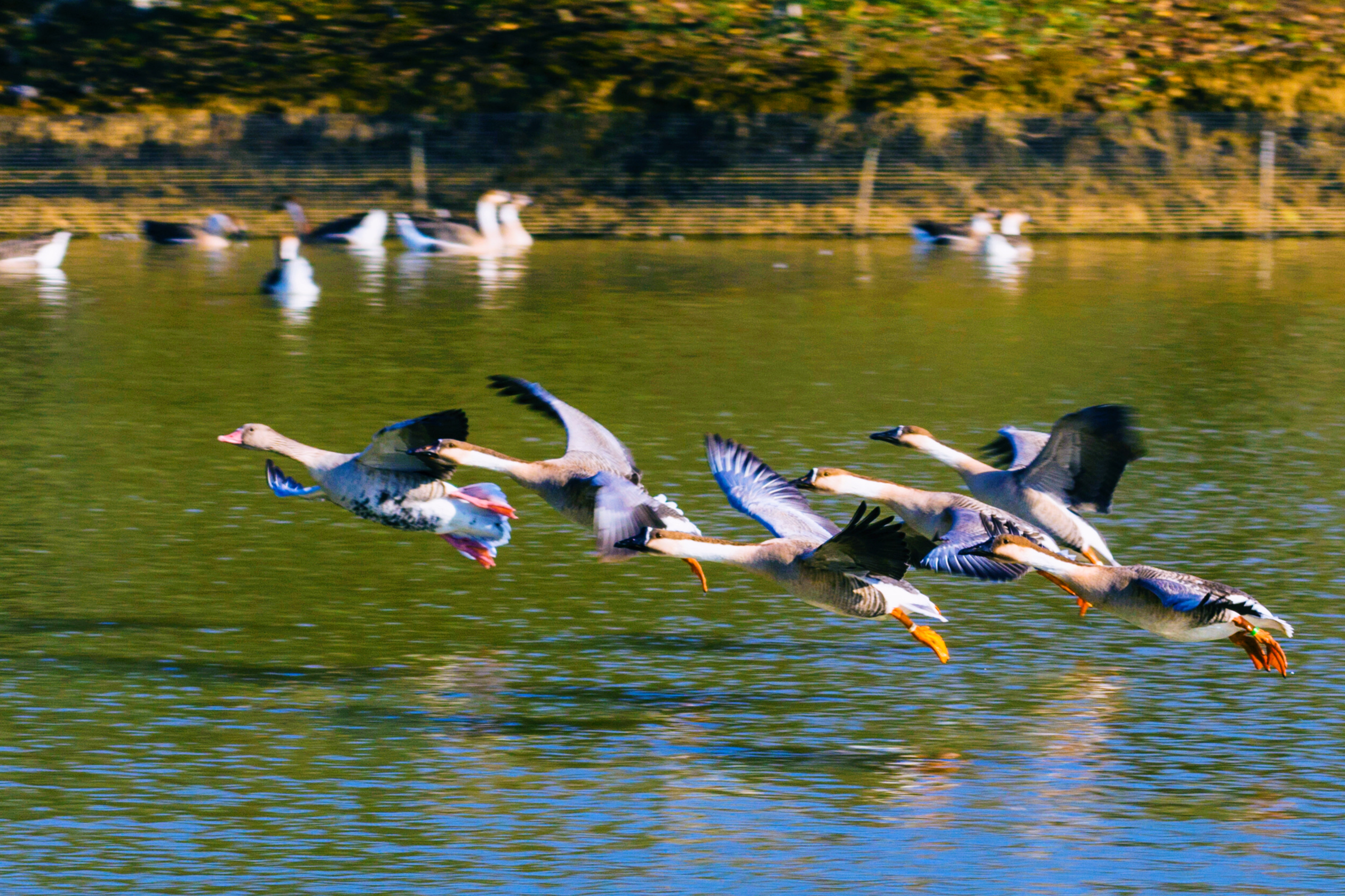 艾溪湖的鸟图片